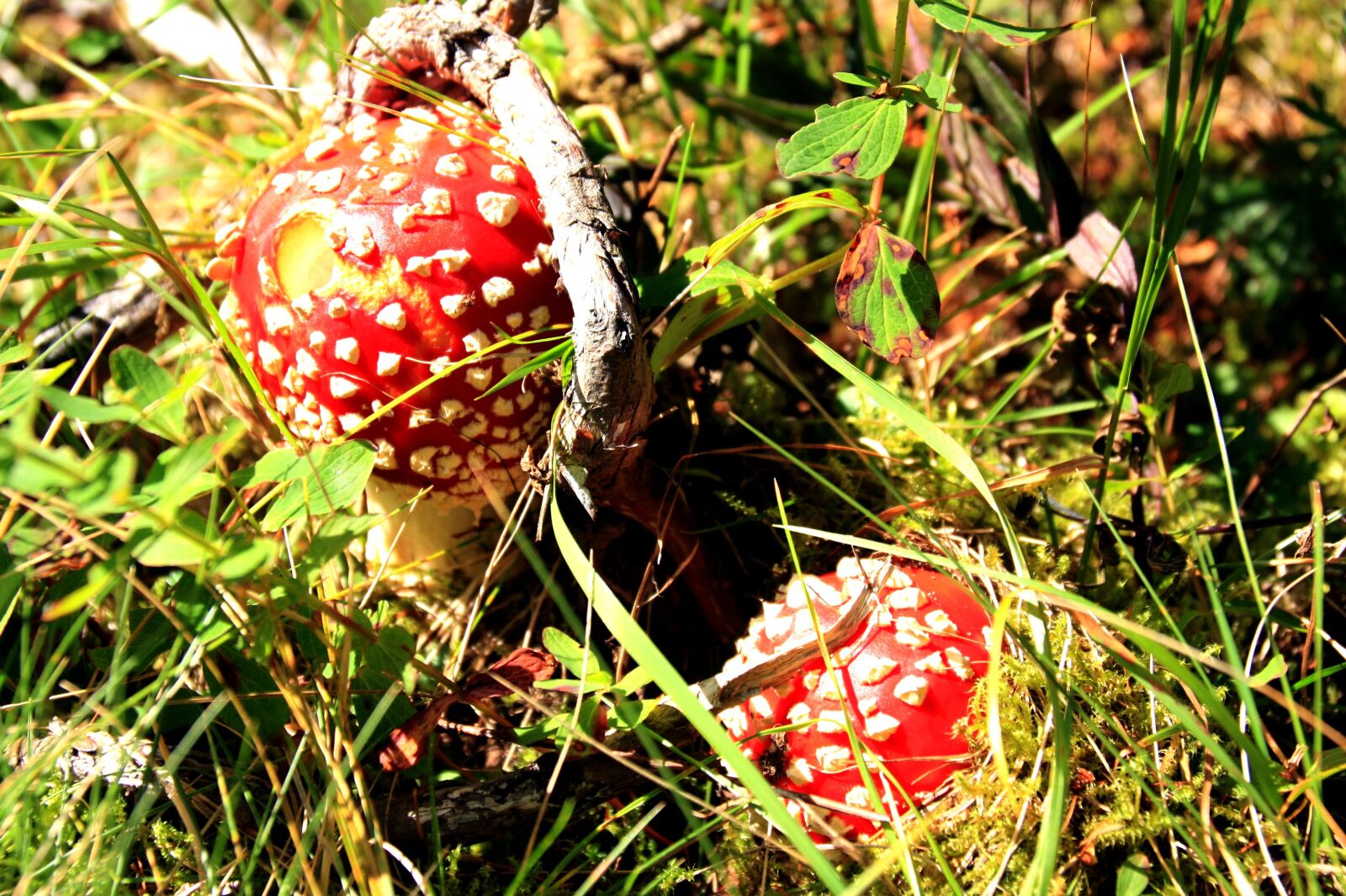 Canon EOS 450D (EOS Rebel XSi / EOS Kiss X2) sample photo. Mushroom, fly agaric, toxic photography