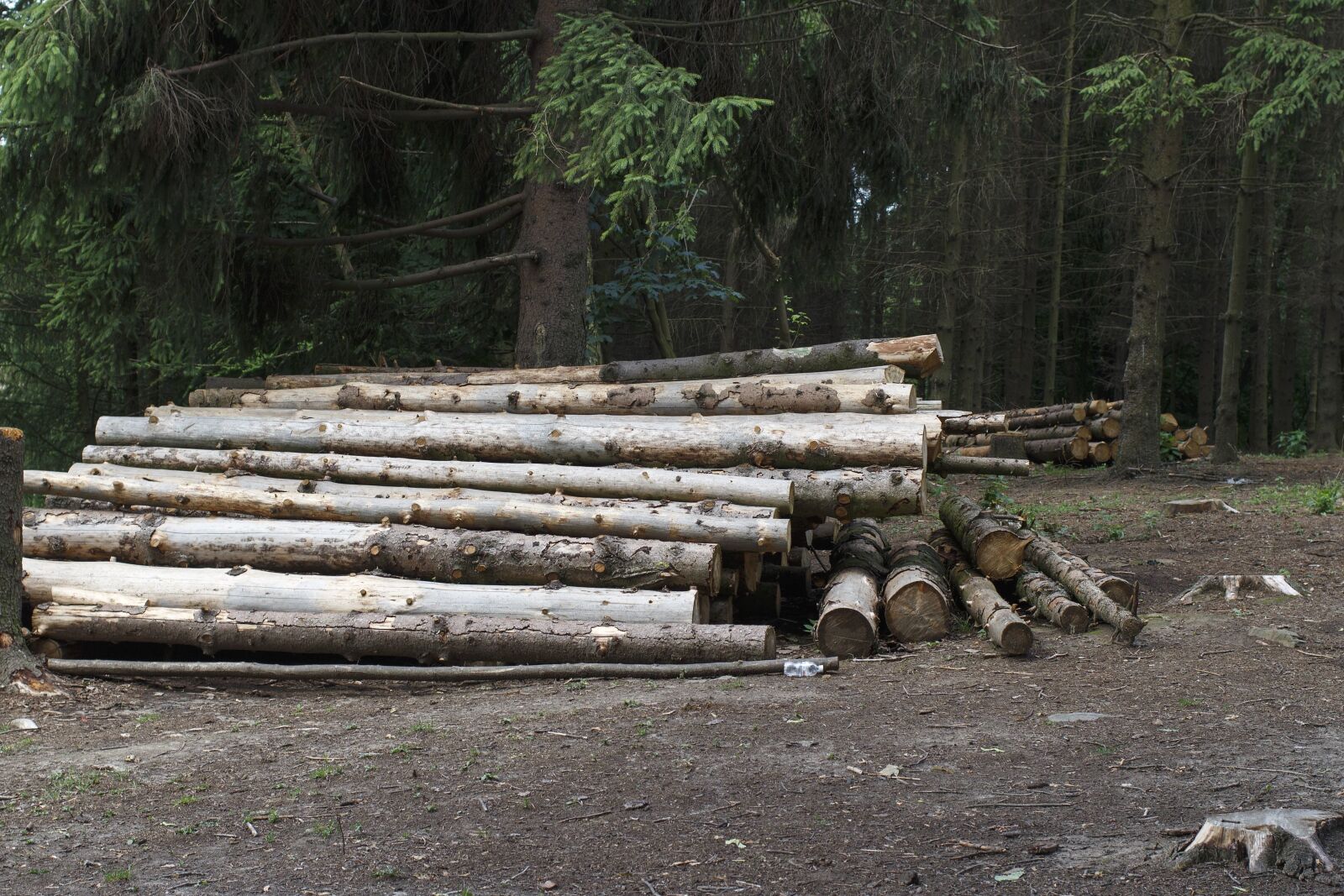 Canon EOS 100D (EOS Rebel SL1 / EOS Kiss X7) sample photo. Lumber, forest, nature, branch photography