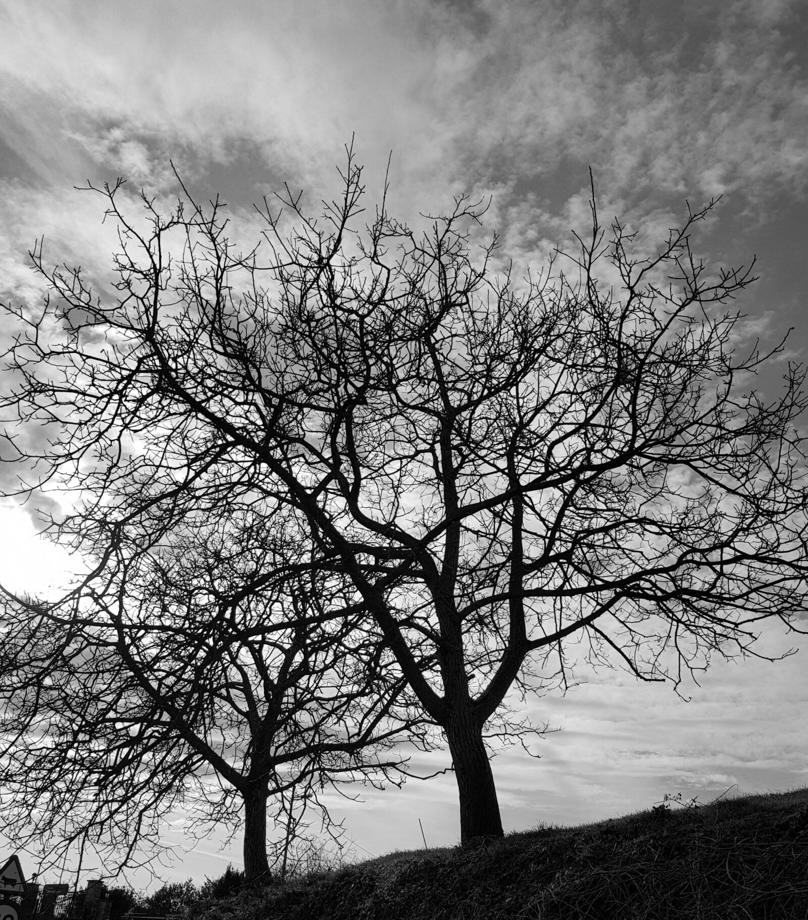 Samsung Galaxy S8+ sample photo. Tree, landscape, branch photography