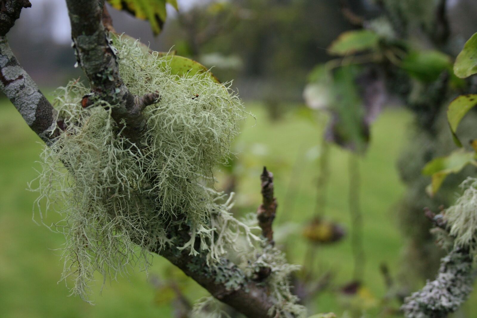 Canon EOS 350D (EOS Digital Rebel XT / EOS Kiss Digital N) sample photo. Tree, lichen, nature photography