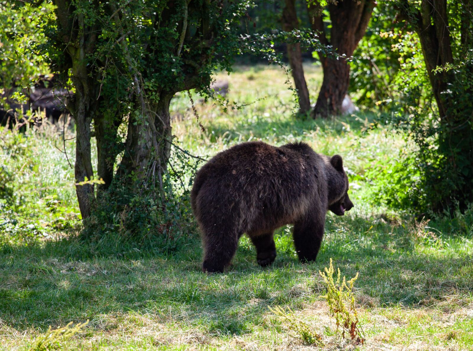 Canon EF 70-200mm F4L USM sample photo. Brown walking through trees photography