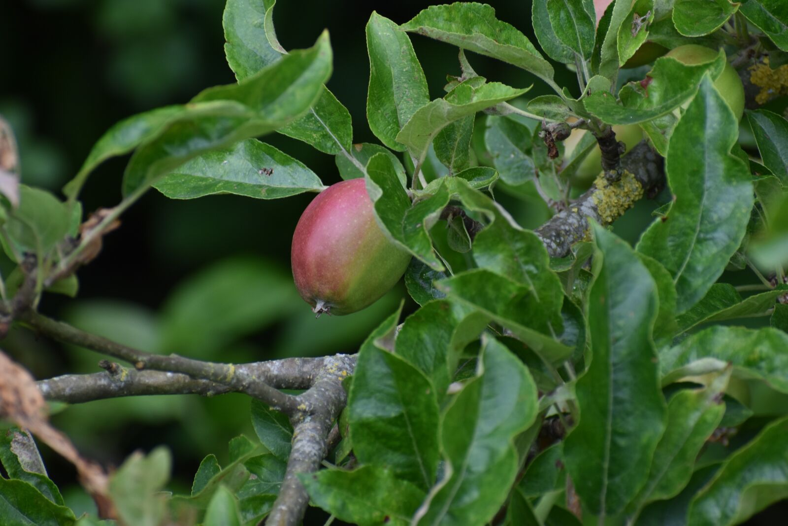 Nikon D3500 sample photo. Apple, fruit, nature photography