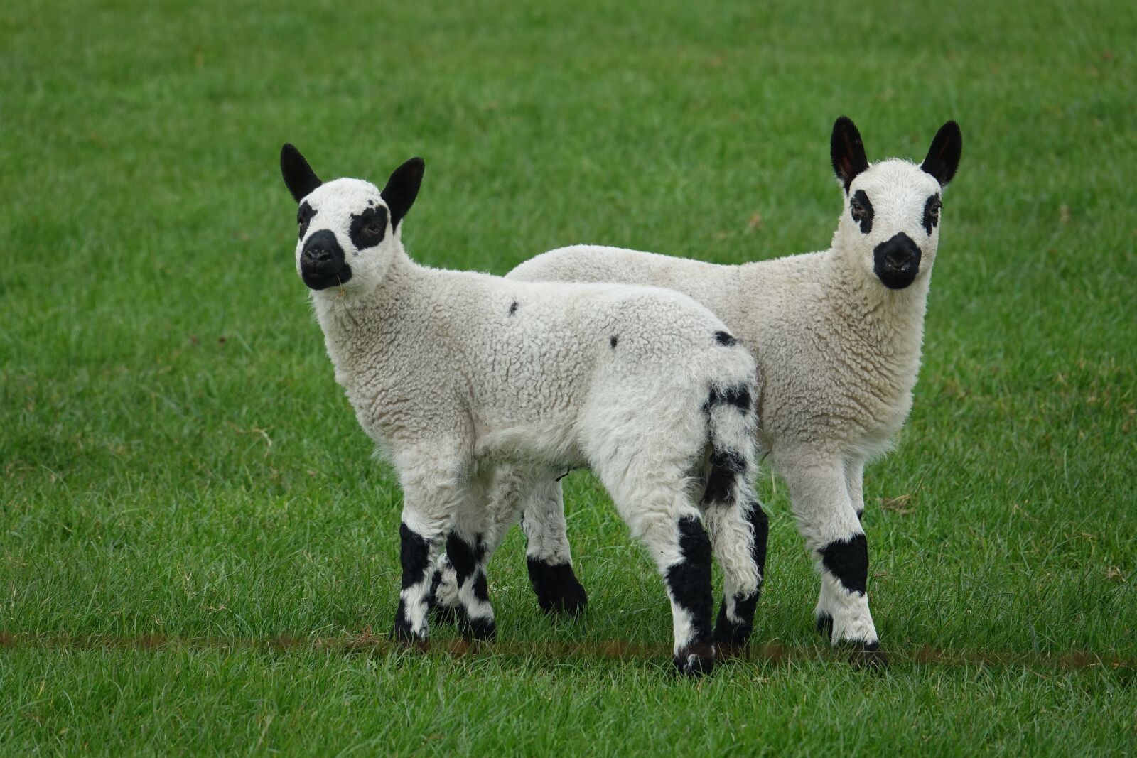 Sony Cyber-shot DSC-RX10 III sample photo. Cary hill, sheep, lambs photography