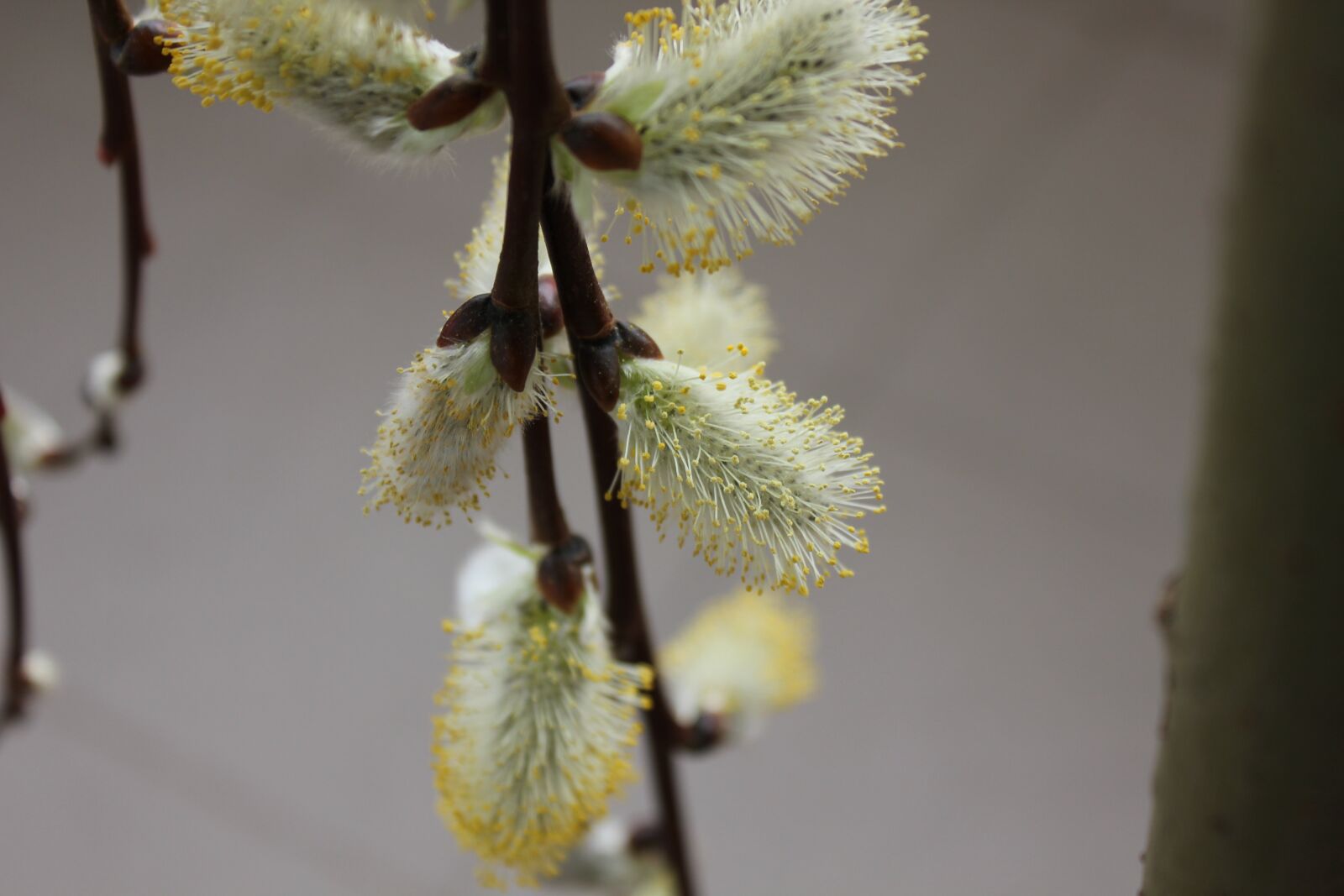 Canon EOS 550D (EOS Rebel T2i / EOS Kiss X4) sample photo. Spring, plant, flowering photography