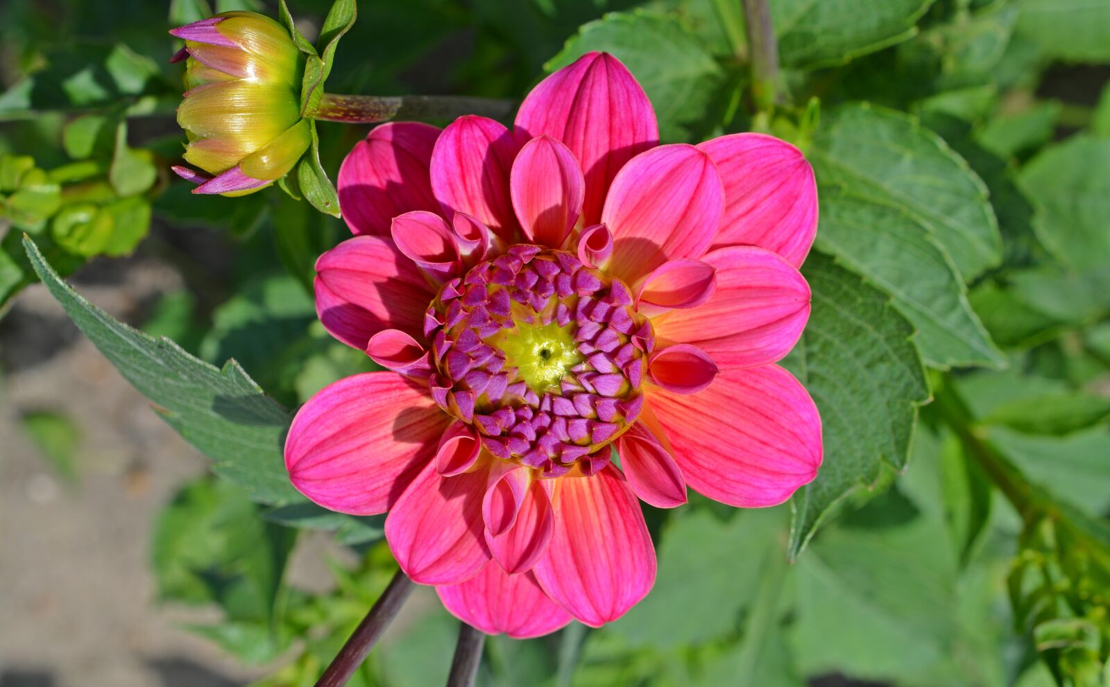 Nikon D5200 sample photo. Dahlia, blossom, bloom photography