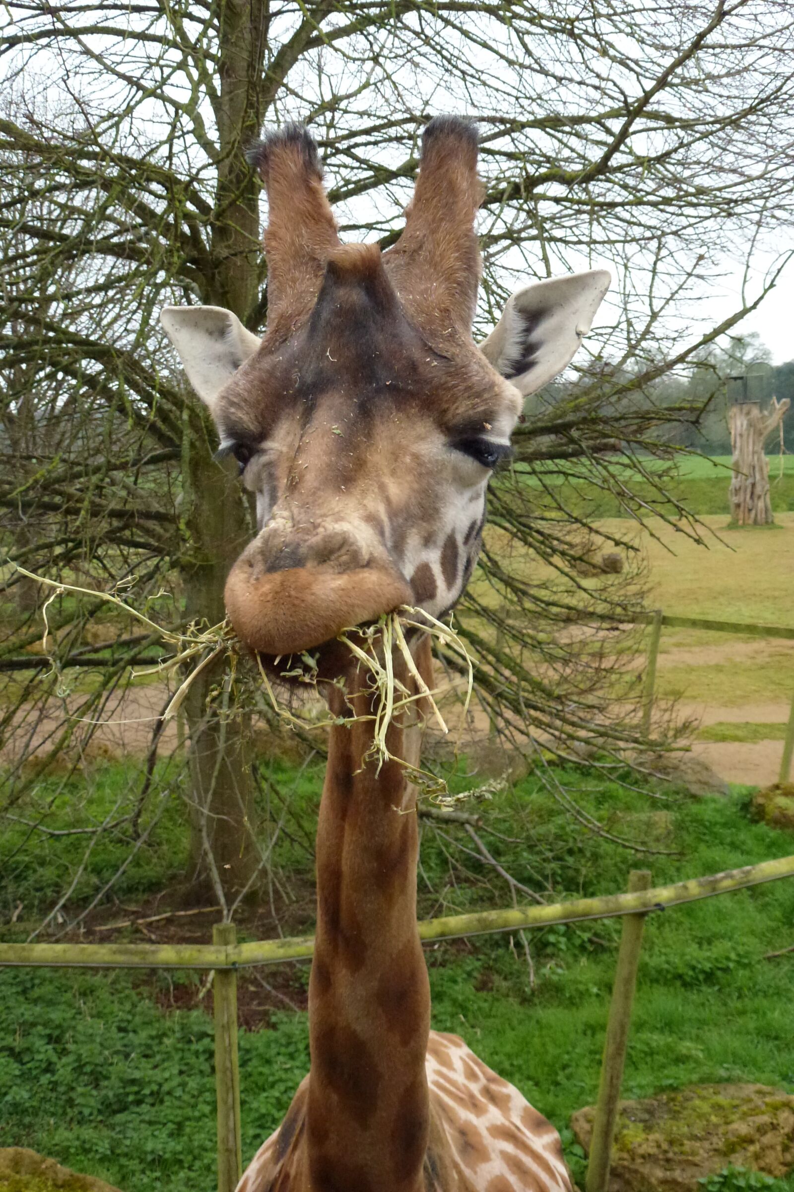 Panasonic Lumix DMC-ZS10 (Lumix DMC-TZ20 / Lumix DMC-TZ22) sample photo. Giraffe, eating, straw photography