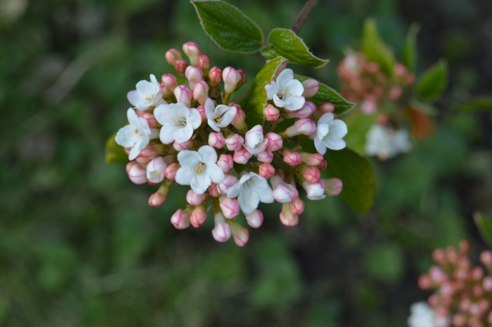Nikon D3200 sample photo. Flower, nature, plant photography