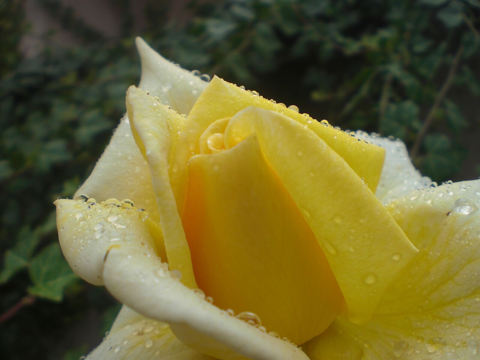 CASIO EX-Z8 sample photo. Rose, flower, beauty photography