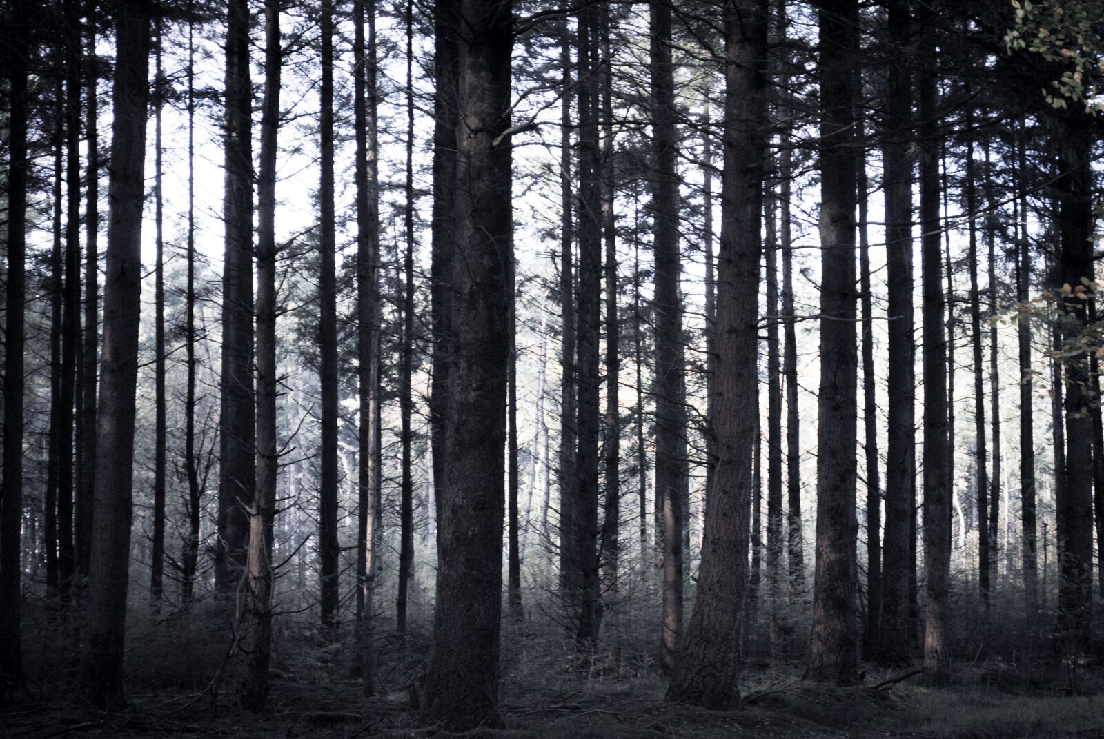 Nikon D3000 sample photo. Spooky, forest, trees photography
