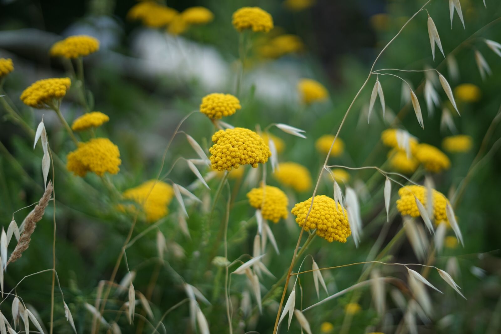 Sony a7 + Sony FE 50mm F1.8 sample photo. Nature, flower, yellow photography