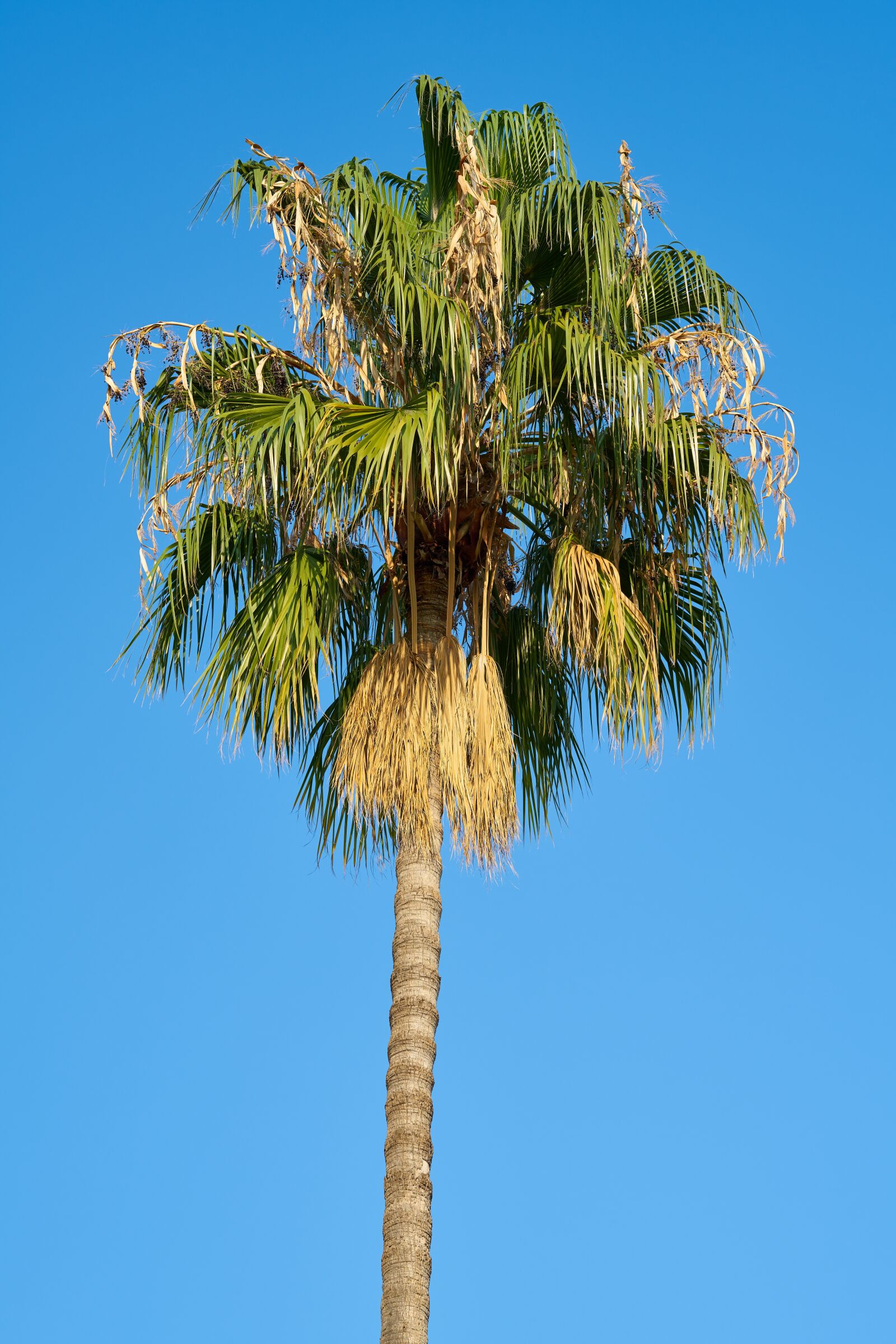 Sigma 85mm F1.4 DG HSM Art sample photo. Palm, tree, blue photography