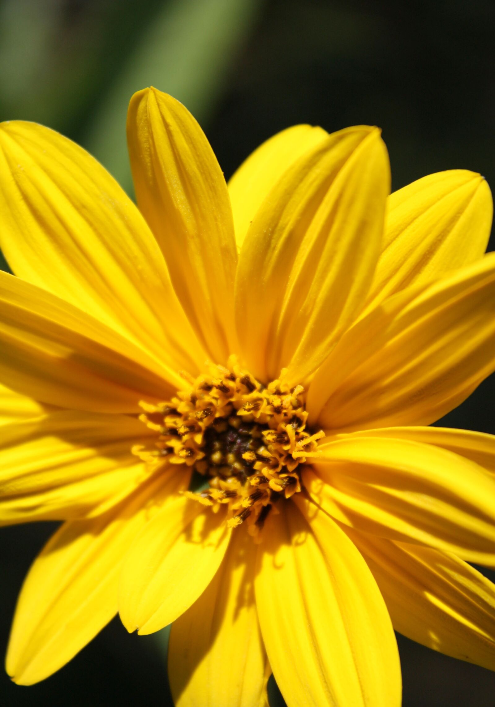 Canon EOS 450D (EOS Rebel XSi / EOS Kiss X2) sample photo. Sunflower, flower, sun photography