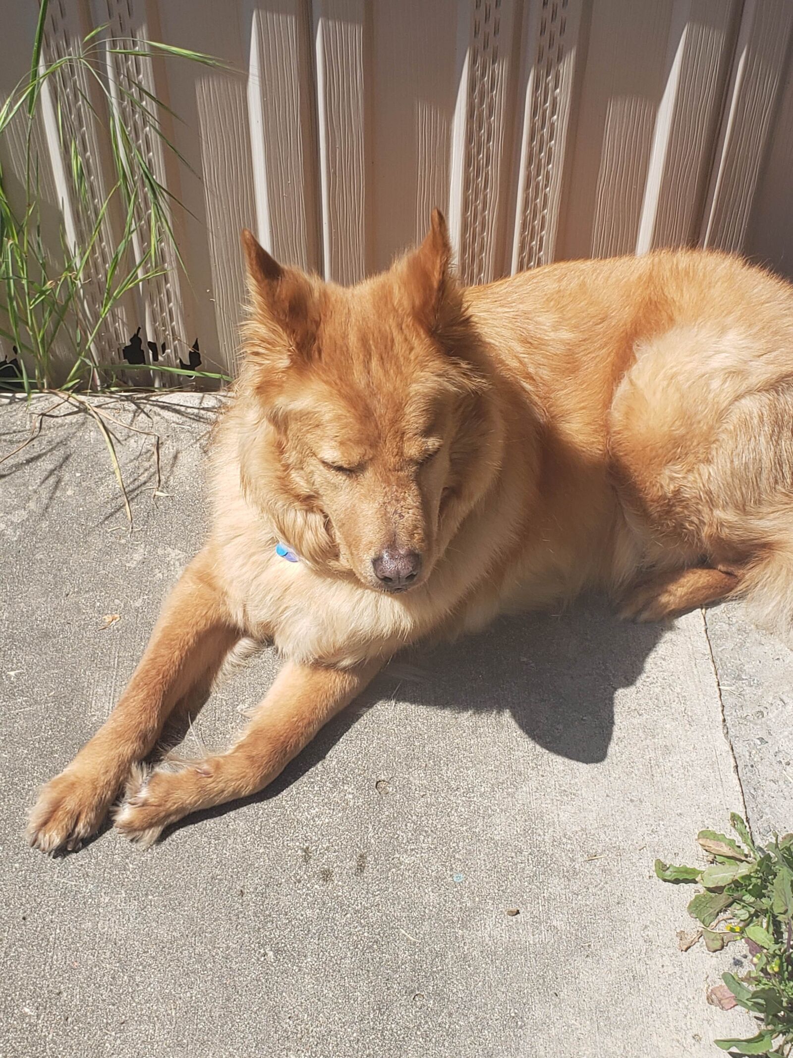 Samsung Galaxy Note9 sample photo. Cute, dog, animal photography