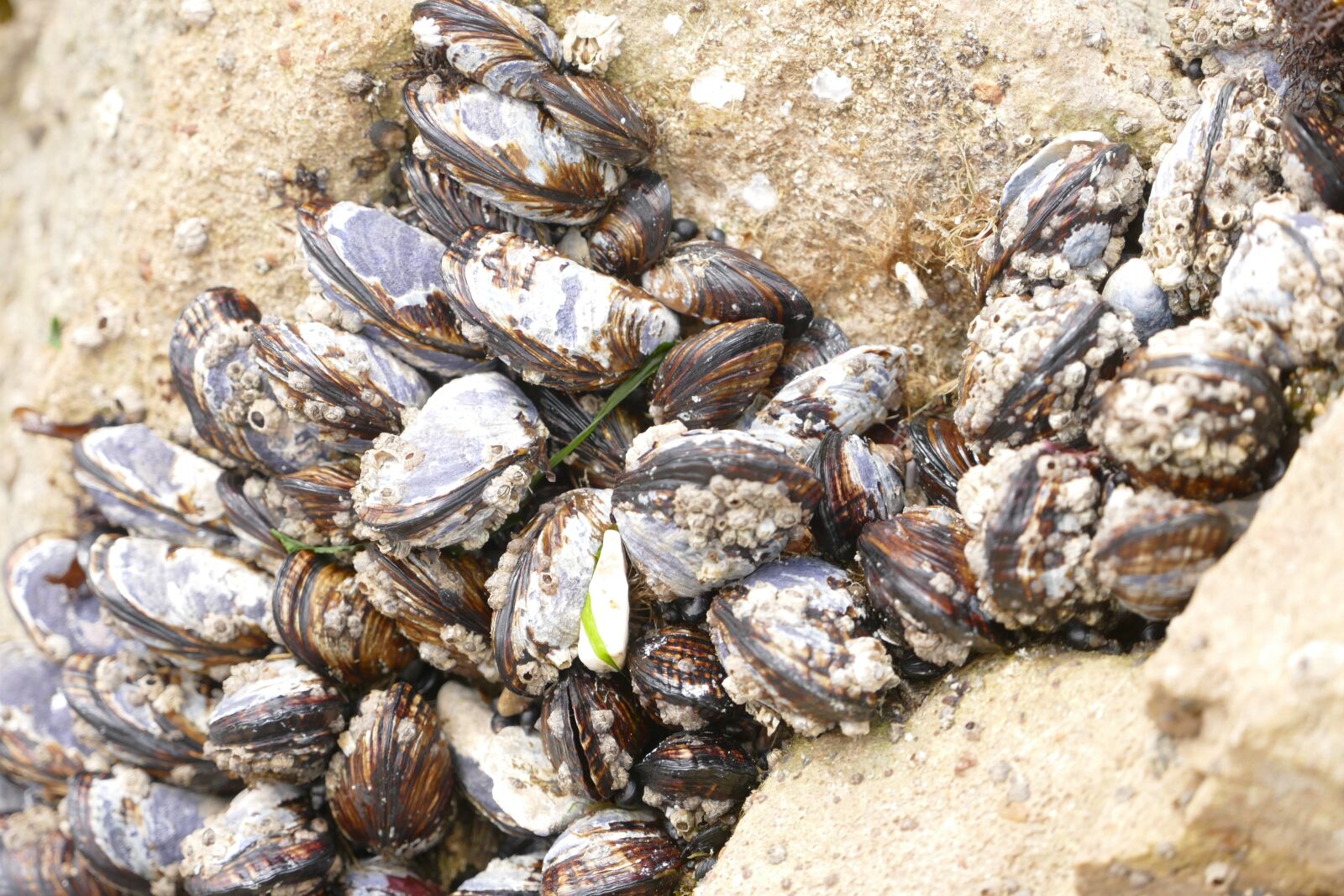 Panasonic Lumix DMC-FZ1000 sample photo. Ocean, wildlife, clams photography