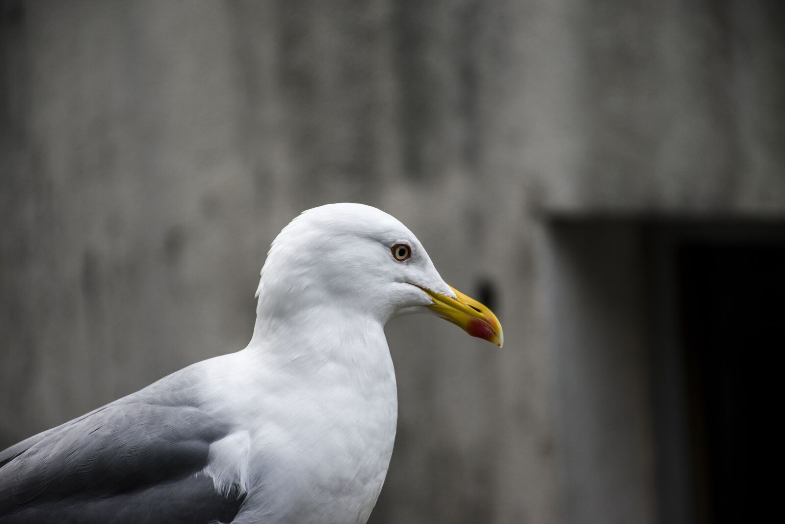Nikon D5600 sample photo. Birds, nature, bird photography