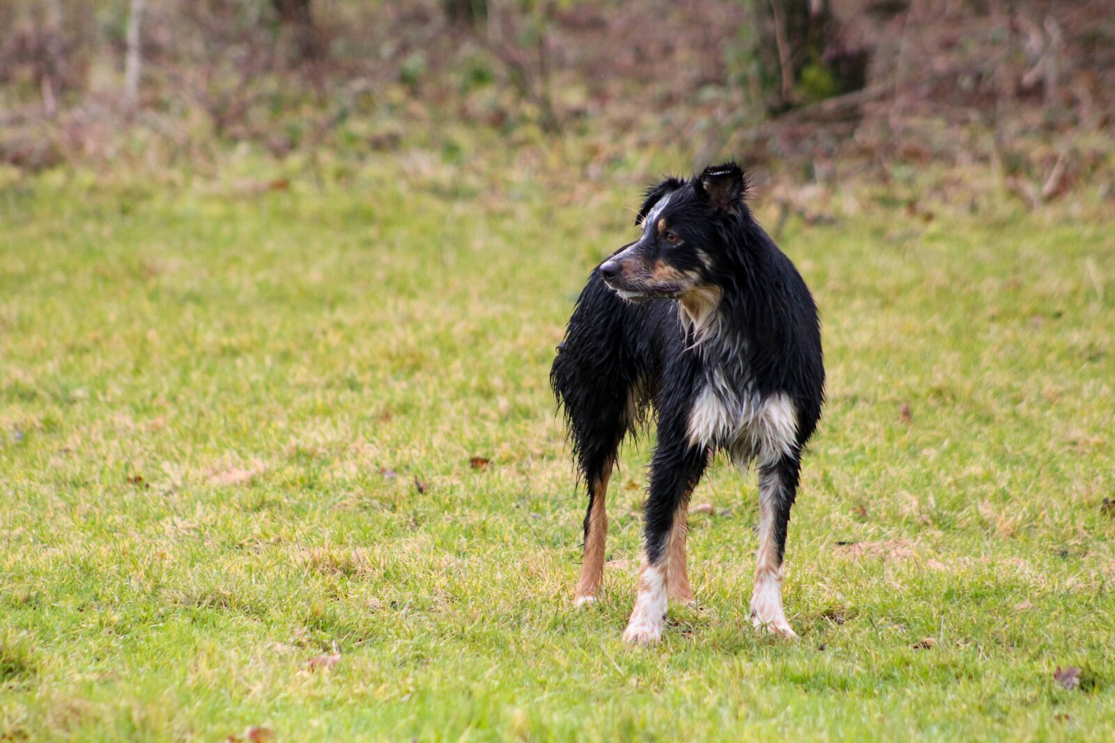Canon EF75-300mm f/4-5.6 sample photo. Wet dog, dog in photography