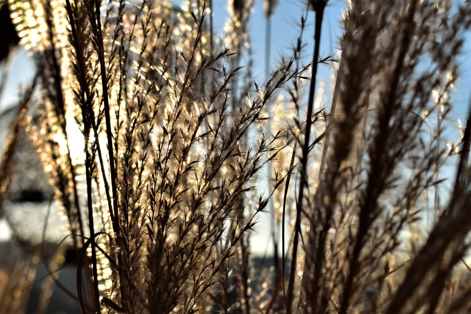 Nikon D5500 sample photo. Grass, blade of grass photography