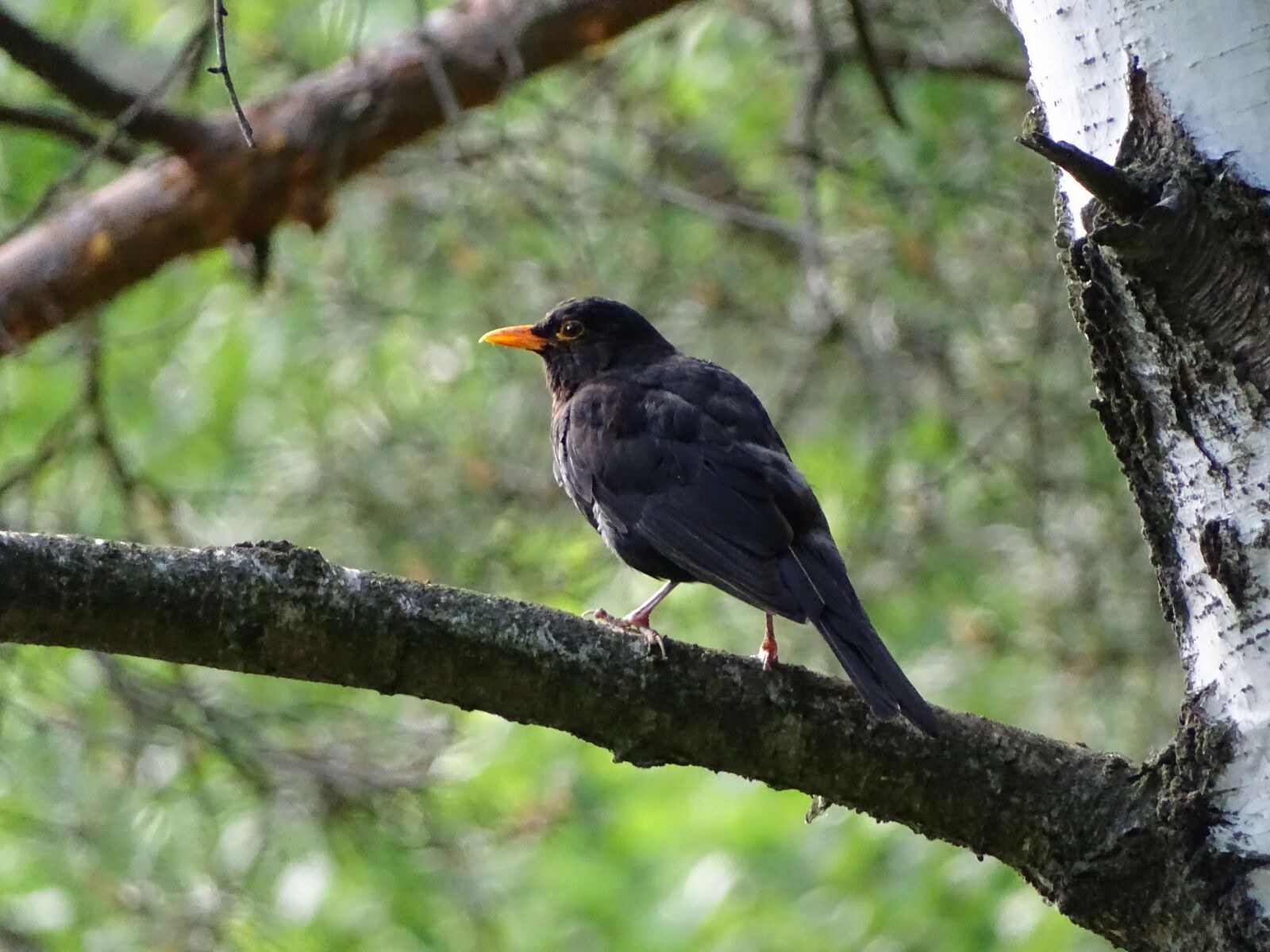 Sony Cyber-shot DSC-HX400V sample photo. Common blackbird, bird, black photography
