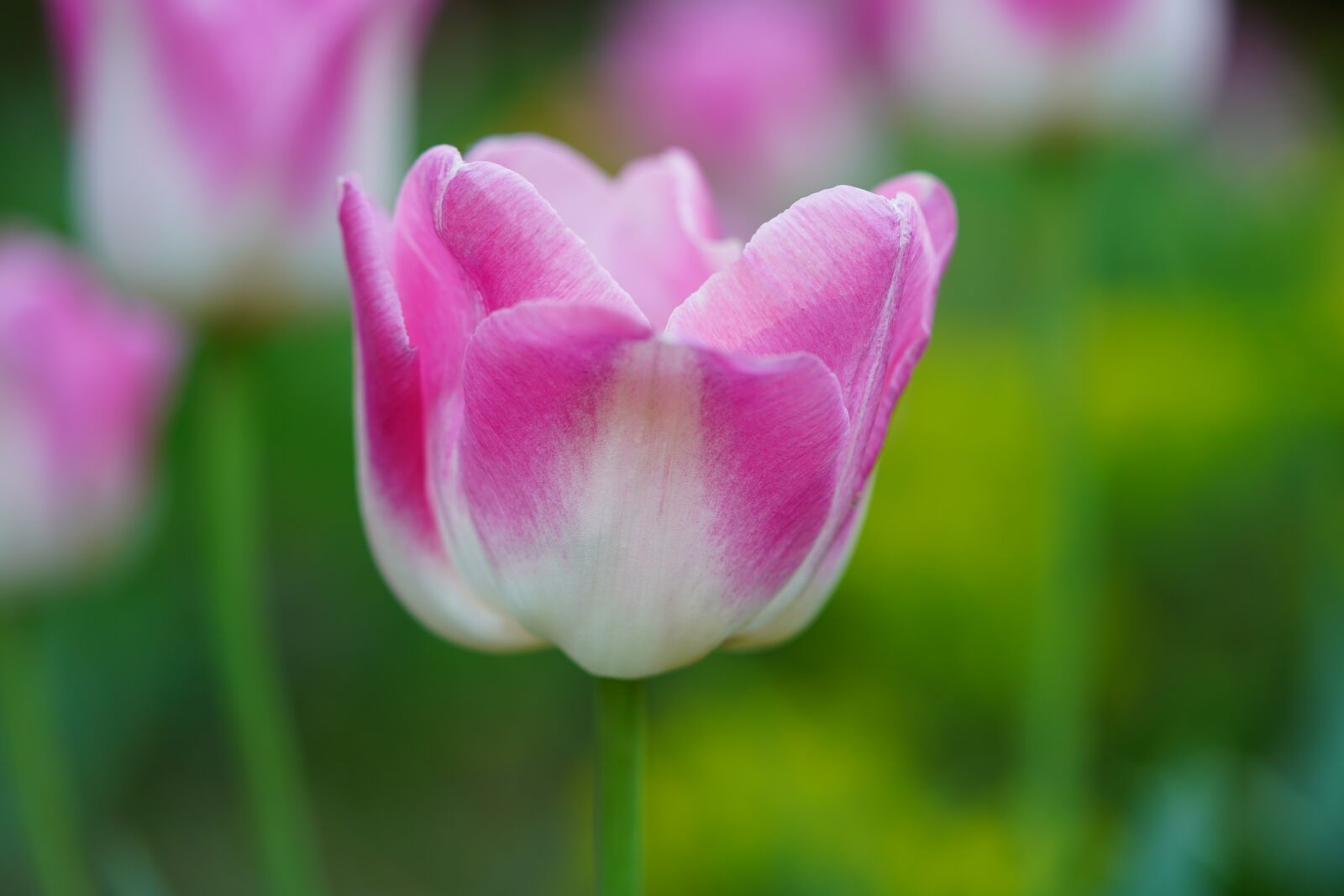 Sony a7 III sample photo. Tulip, pink, flower photography