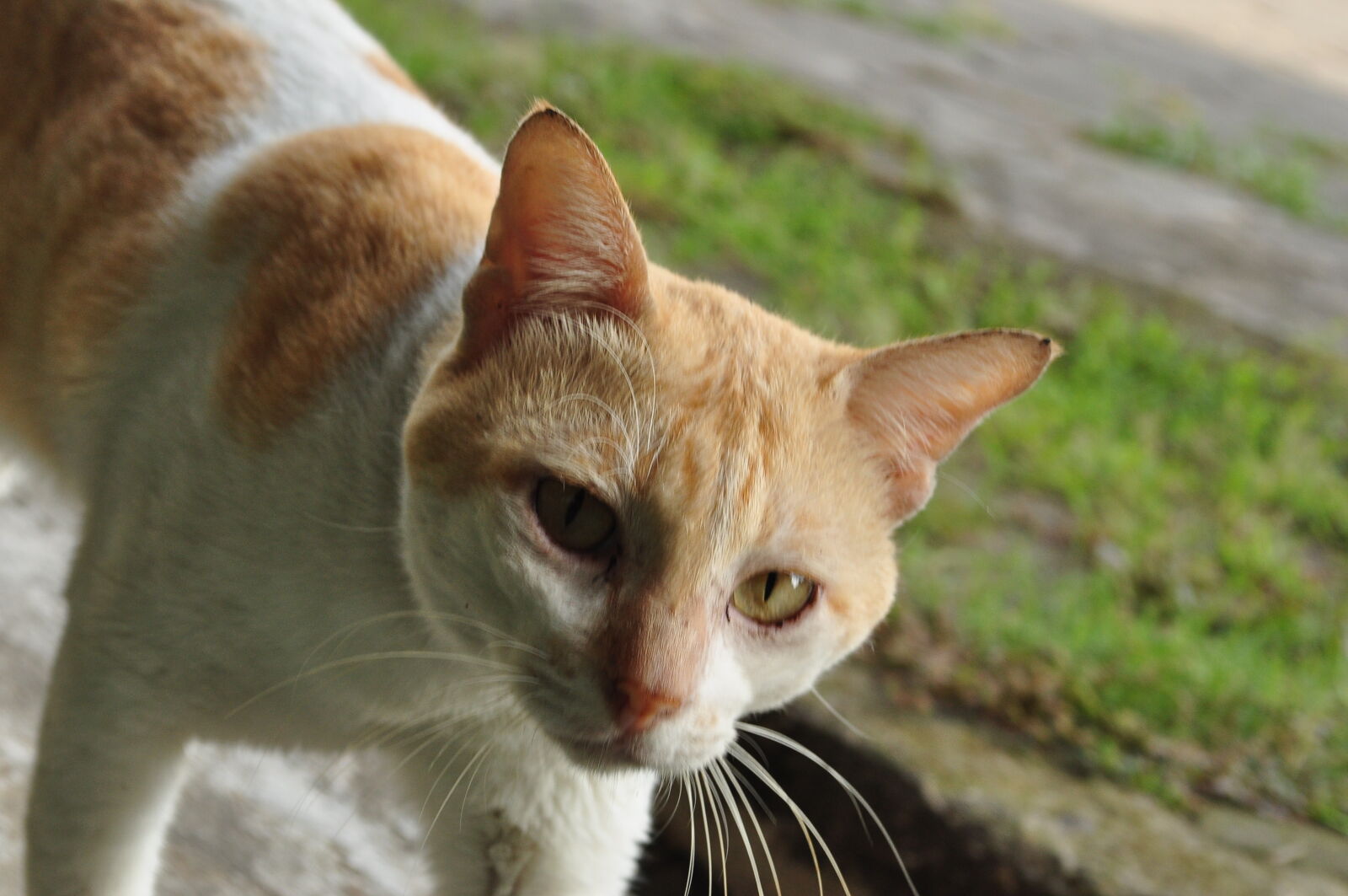 Nikon D90 sample photo. Angry, big, cat, indonesia photography