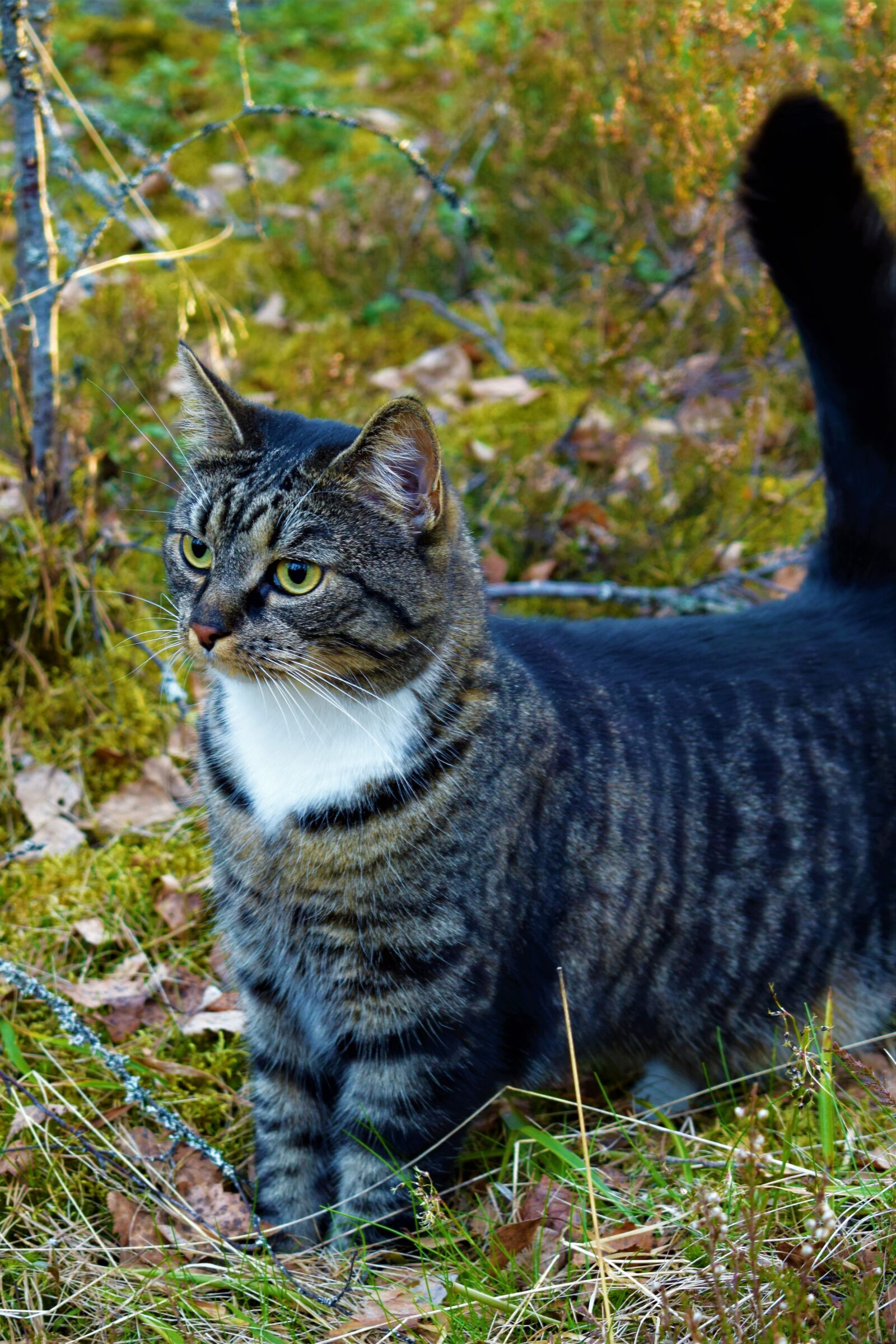 Nikon D3300 sample photo. Cat, forest, gray photography