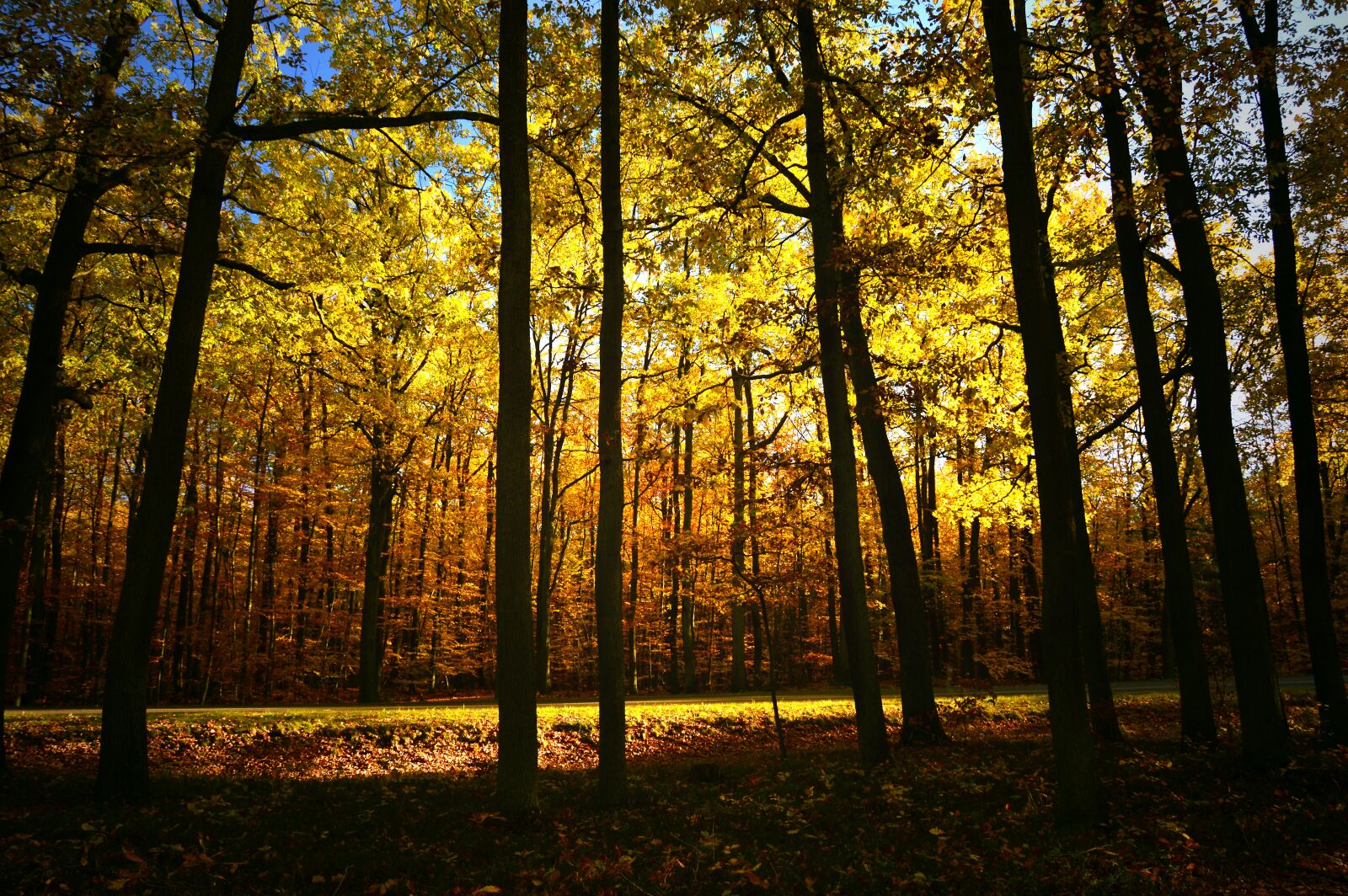 Nikon D3200 sample photo. Forest, deciduous forest, deciduous photography
