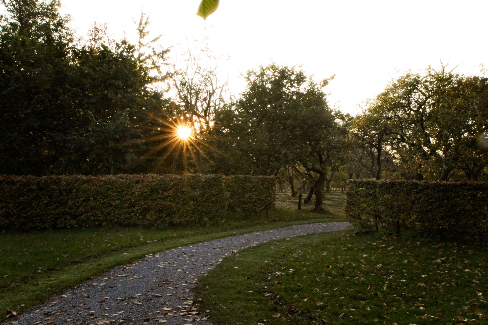 Canon EOS 70D sample photo. Setting sun, autumn, park photography