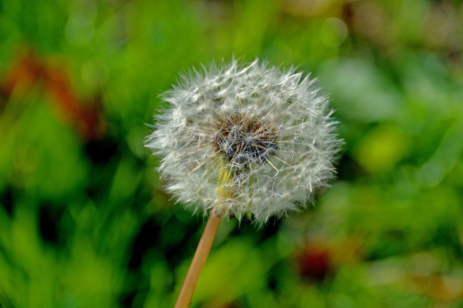 Nikon D3200 sample photo. Pusteblume, löwenzahn, dandelion photography