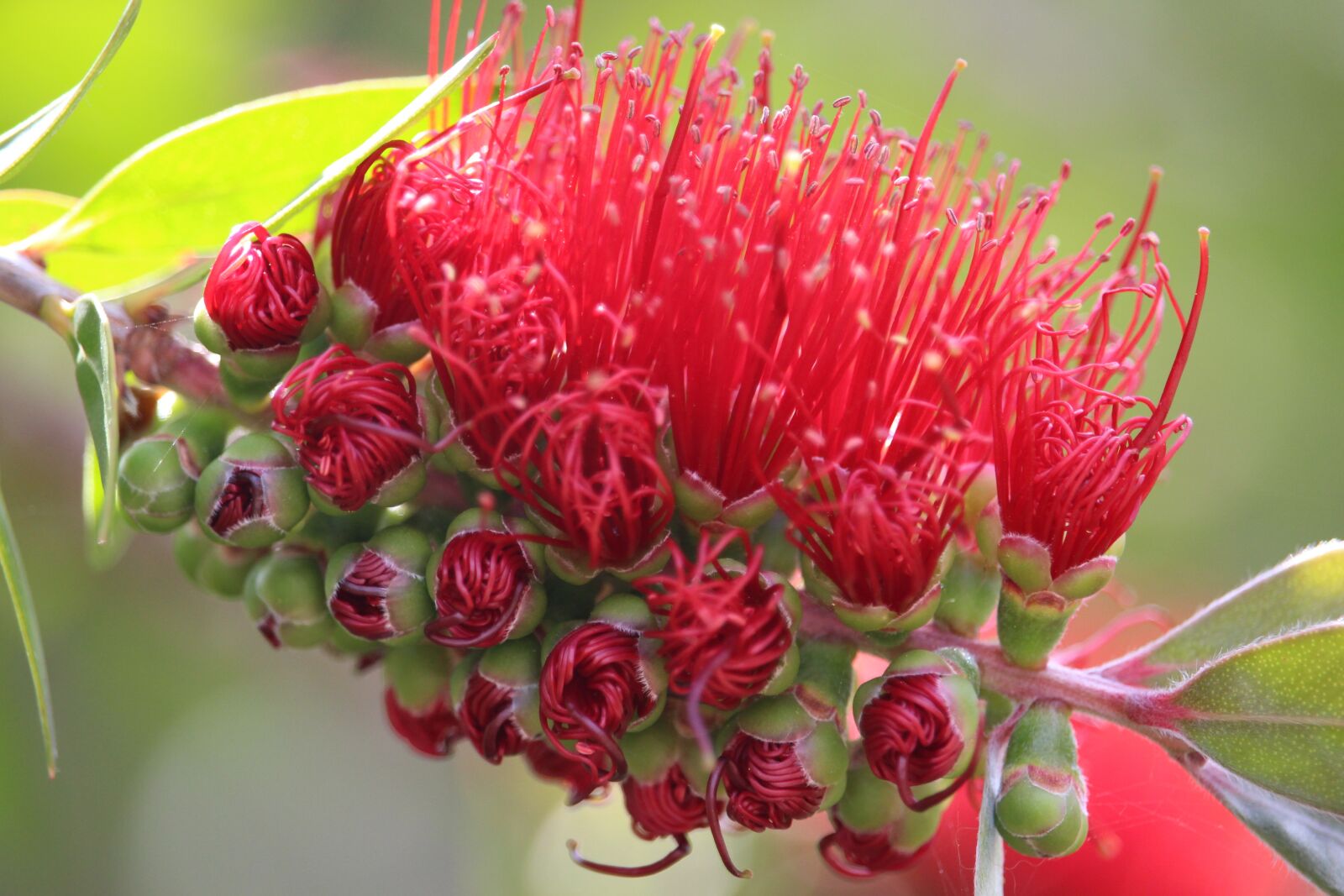 Canon EOS 100D (EOS Rebel SL1 / EOS Kiss X7) sample photo. Callistemon, bottlebrush, australian native photography