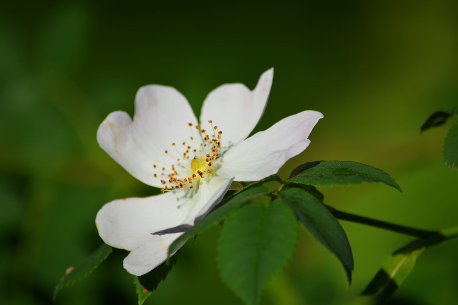 Nikon D5200 sample photo. Rose hip, flowers, summer photography