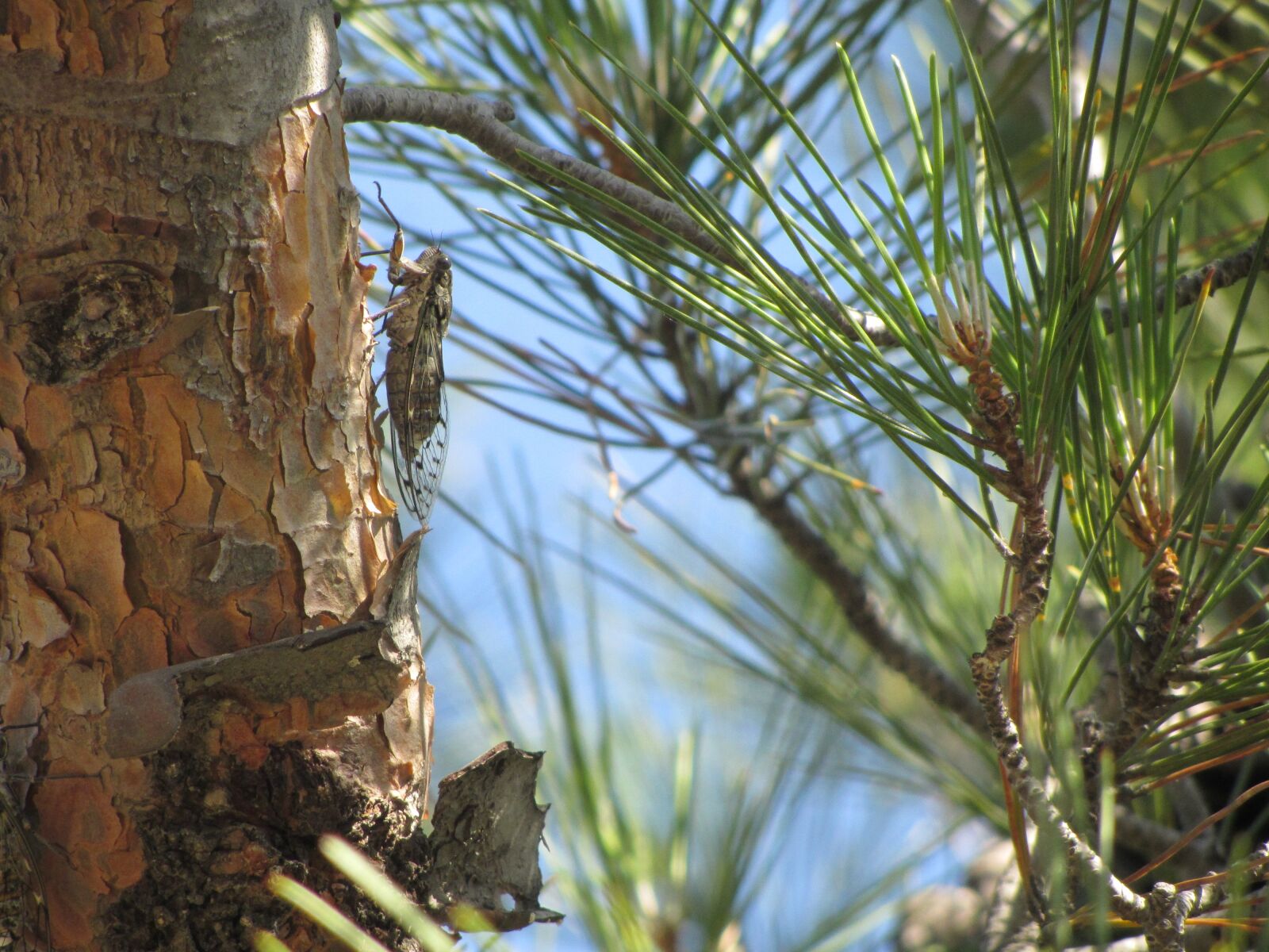 Canon PowerShot SX220 HS sample photo. Cicada, insect, pine photography
