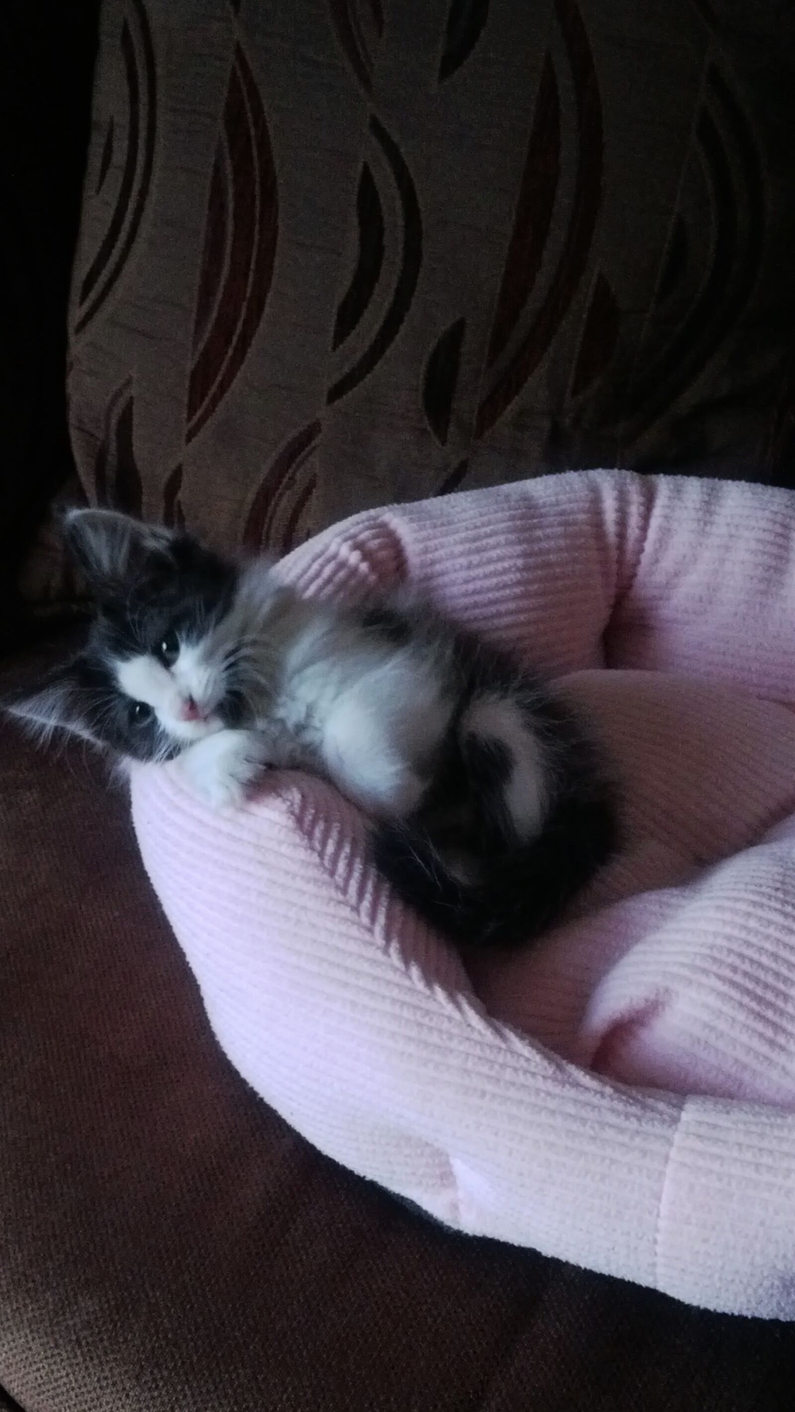 BlackBerry Z10 sample photo. Cats, kitten, love photography