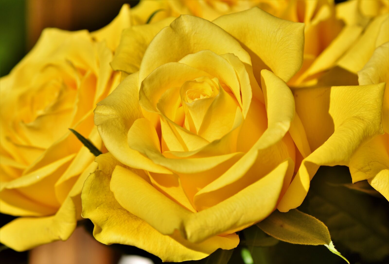 Nikon D7200 sample photo. Rose, bouquet of roses photography