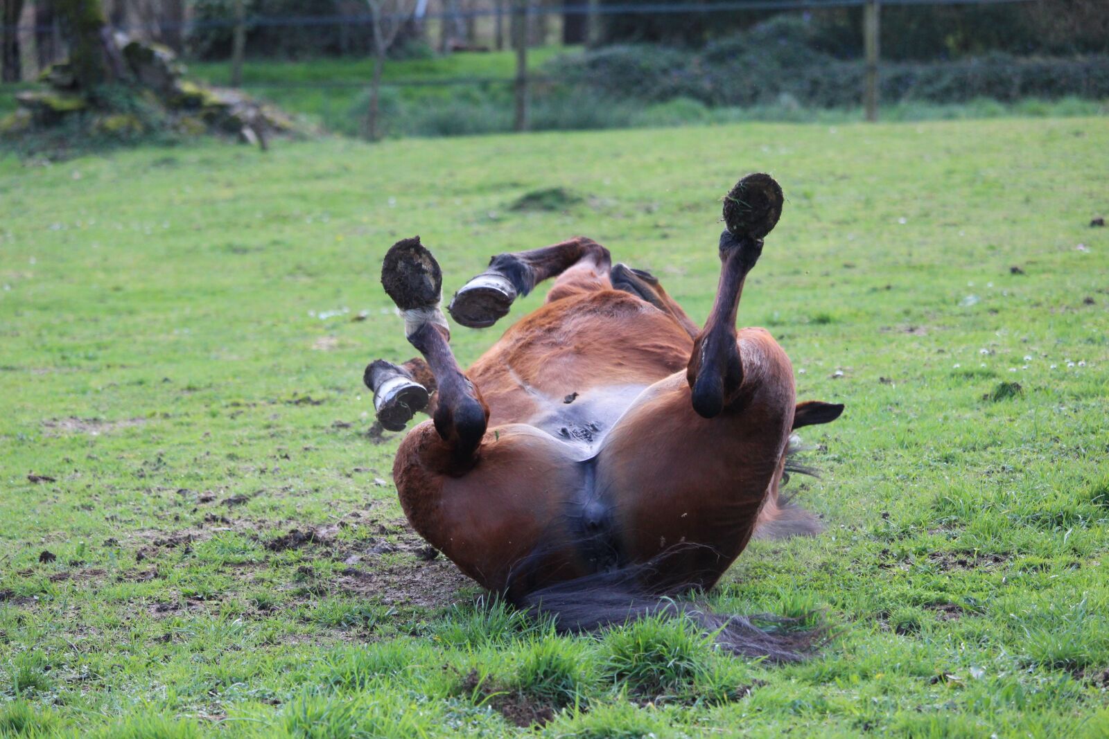 Canon EOS 1200D (EOS Rebel T5 / EOS Kiss X70 / EOS Hi) sample photo. Horse, horses, animals photography