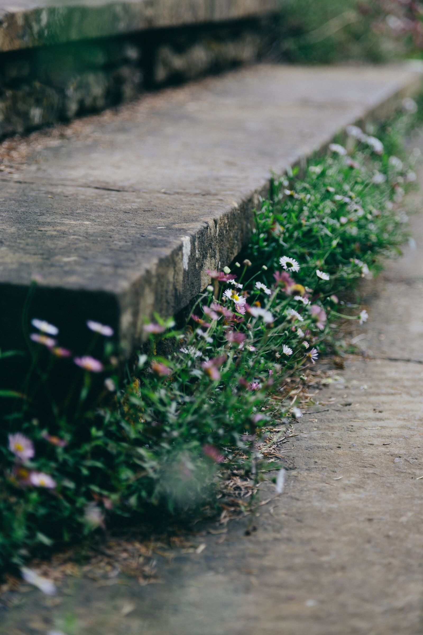 Canon EOS 6D + Canon EF 24-105mm F4L IS USM sample photo. Flora, flowers, grass photography