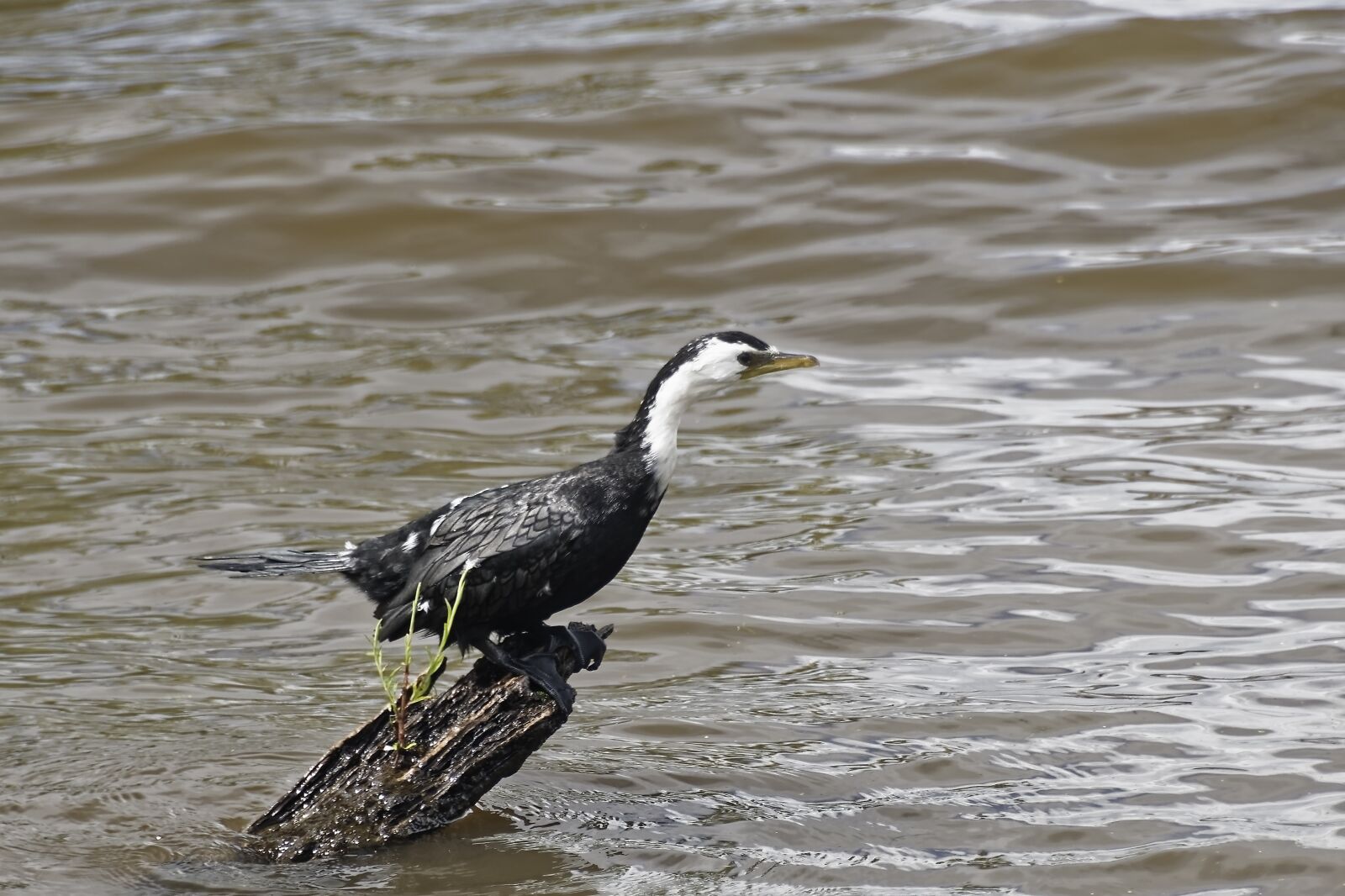 Nikon D500 sample photo. Bird, cormorant, animal photography