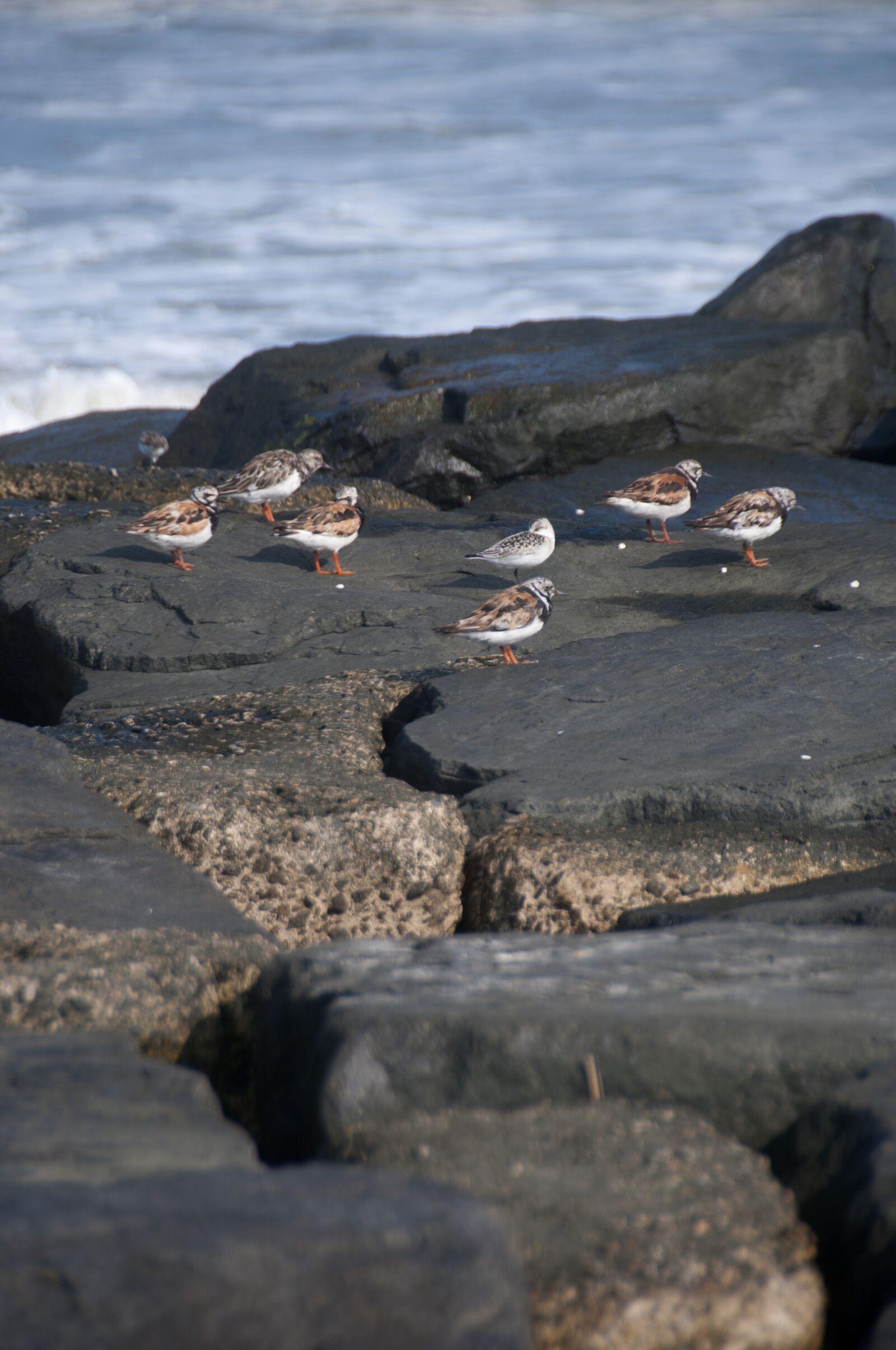 Nikon D300 sample photo. Ocean, rocks, birds photography