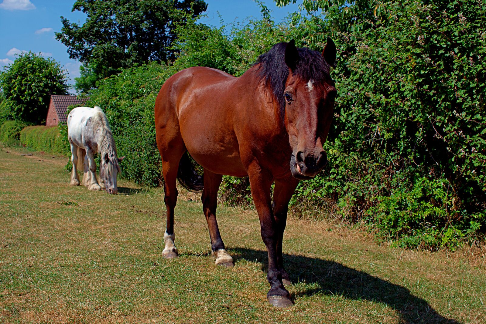 Nikon D3400 sample photo. Horse, mammal, grass photography