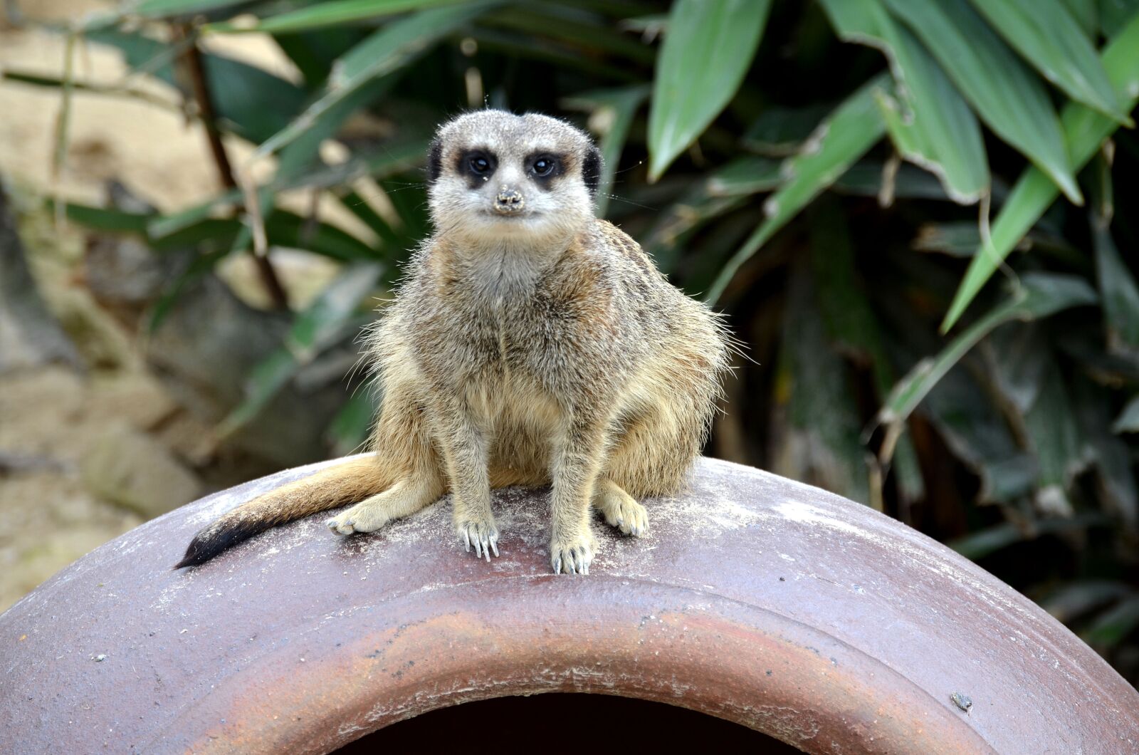Nikon D5100 sample photo. Animal, gopher, wild photography