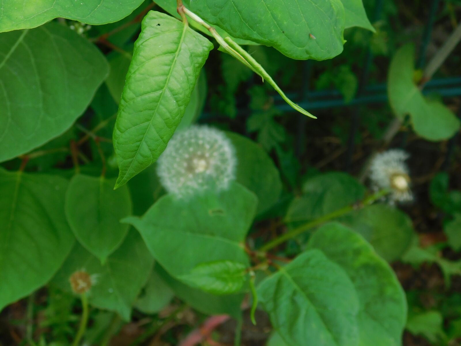 Nikon Coolpix B500 sample photo. Dandelion, plant, spring photography