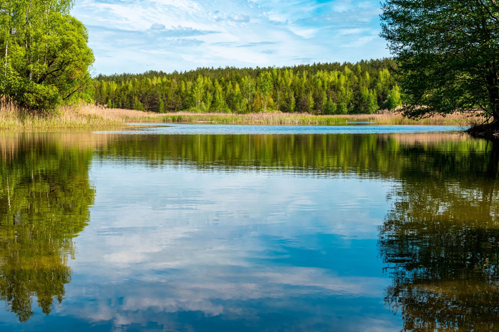 Nikon D5600 sample photo. Lake, water, trees photography