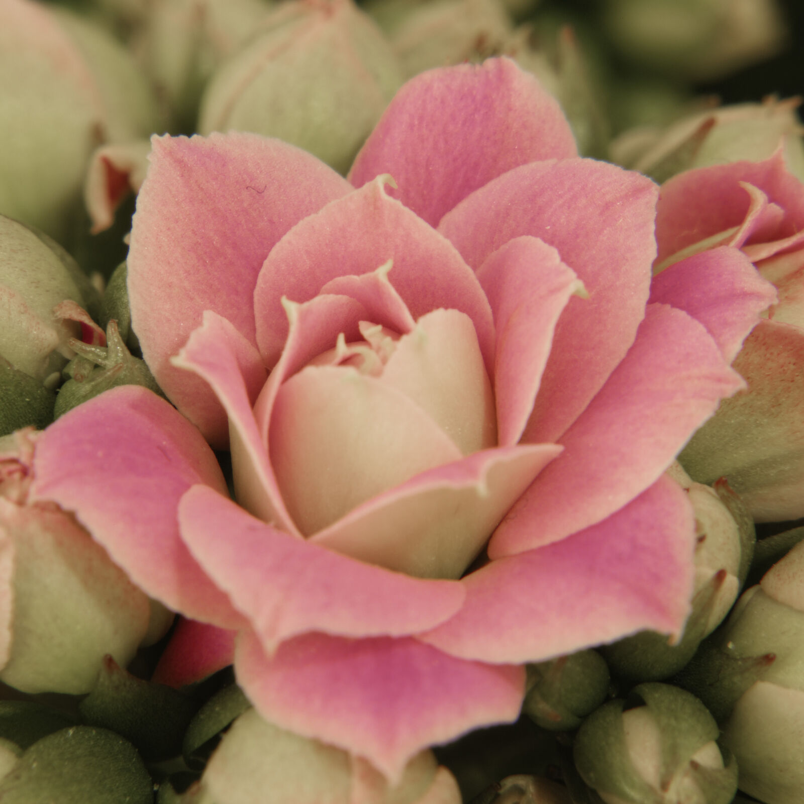 Nikon D3200 sample photo. Flower, kalanchoe, macro, night photography