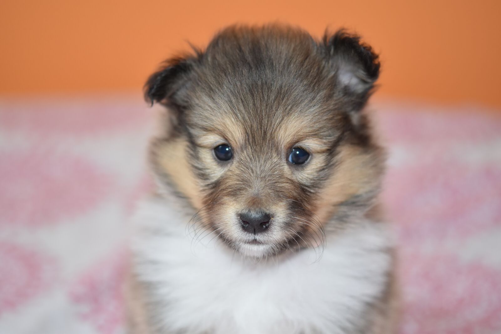 Nikon D5600 sample photo. Puppy, portrait puppy shetland photography