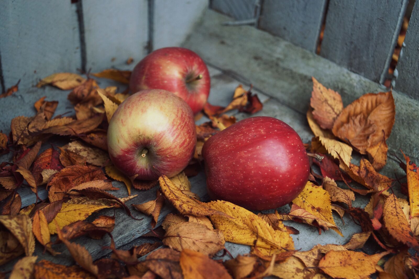 Sony DT 18-55mm F3.5-5.6 SAM II sample photo. Autumn, apple, leaves photography