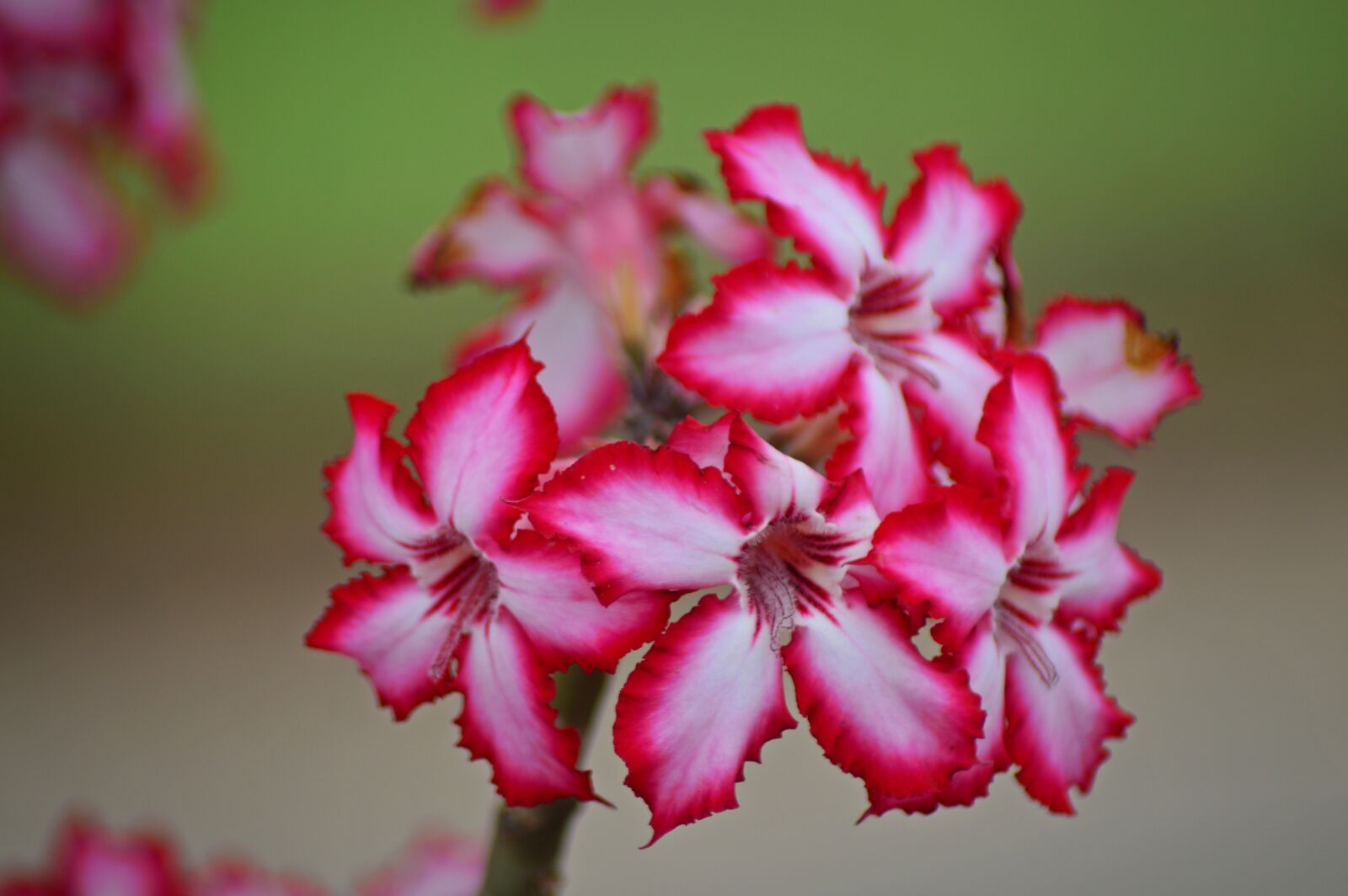 Nikon D3200 sample photo. Impala lily, flower, wild photography
