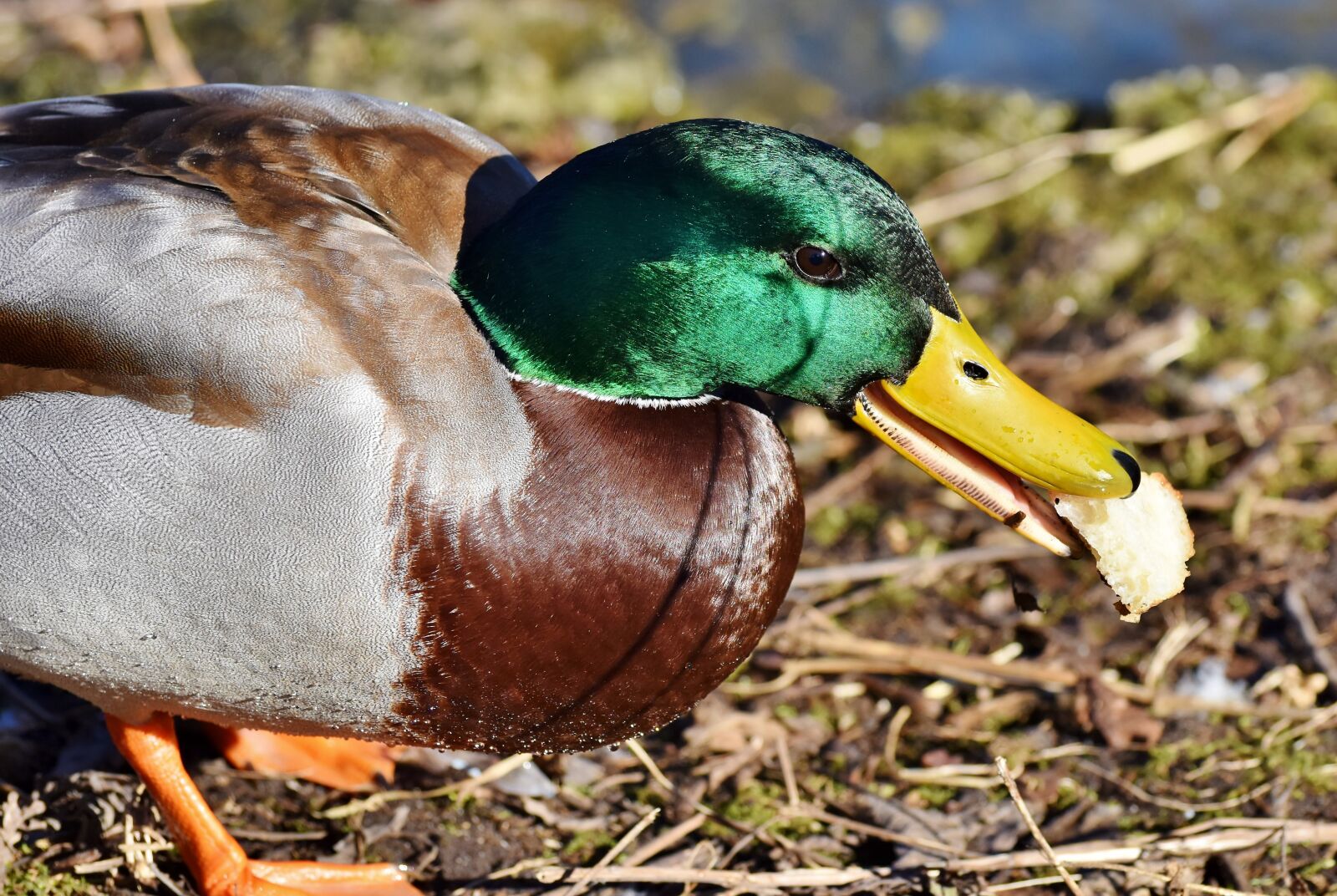 Nikon D7200 sample photo. Mallard, duck, water bird photography