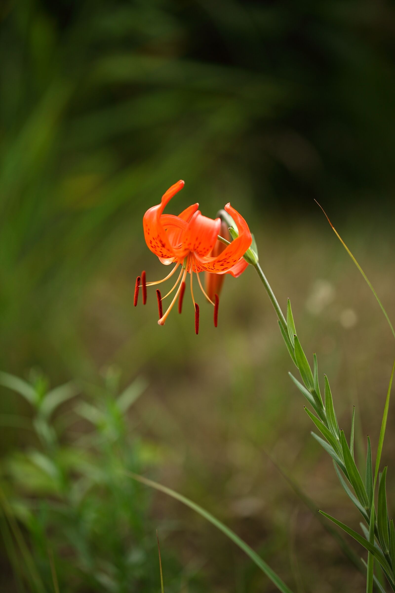 Canon EOS 5D Mark II sample photo. Yarn weight or, wildflower photography