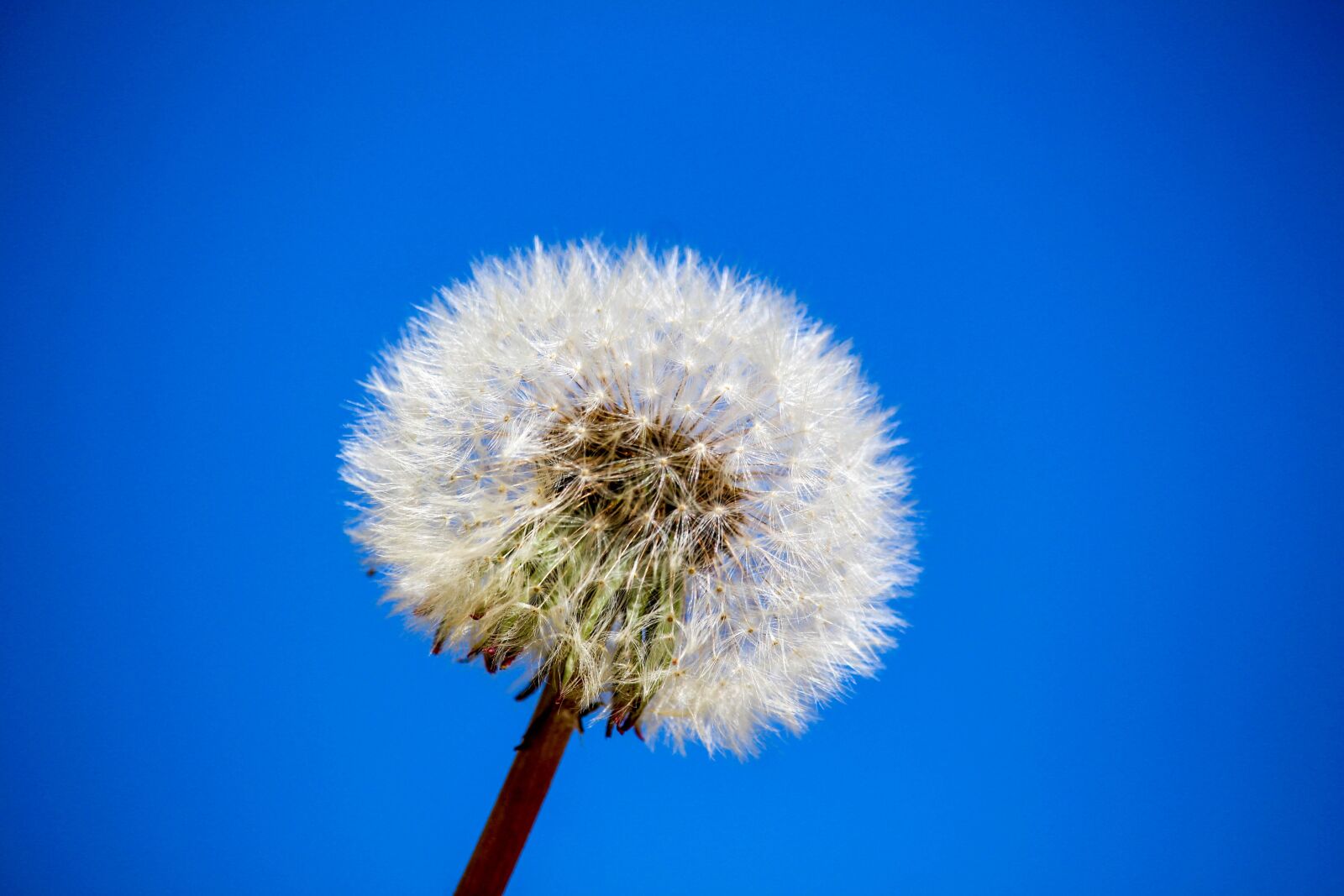 Canon EOS 700D (EOS Rebel T5i / EOS Kiss X7i) sample photo. Dandelion, downy, nature photography