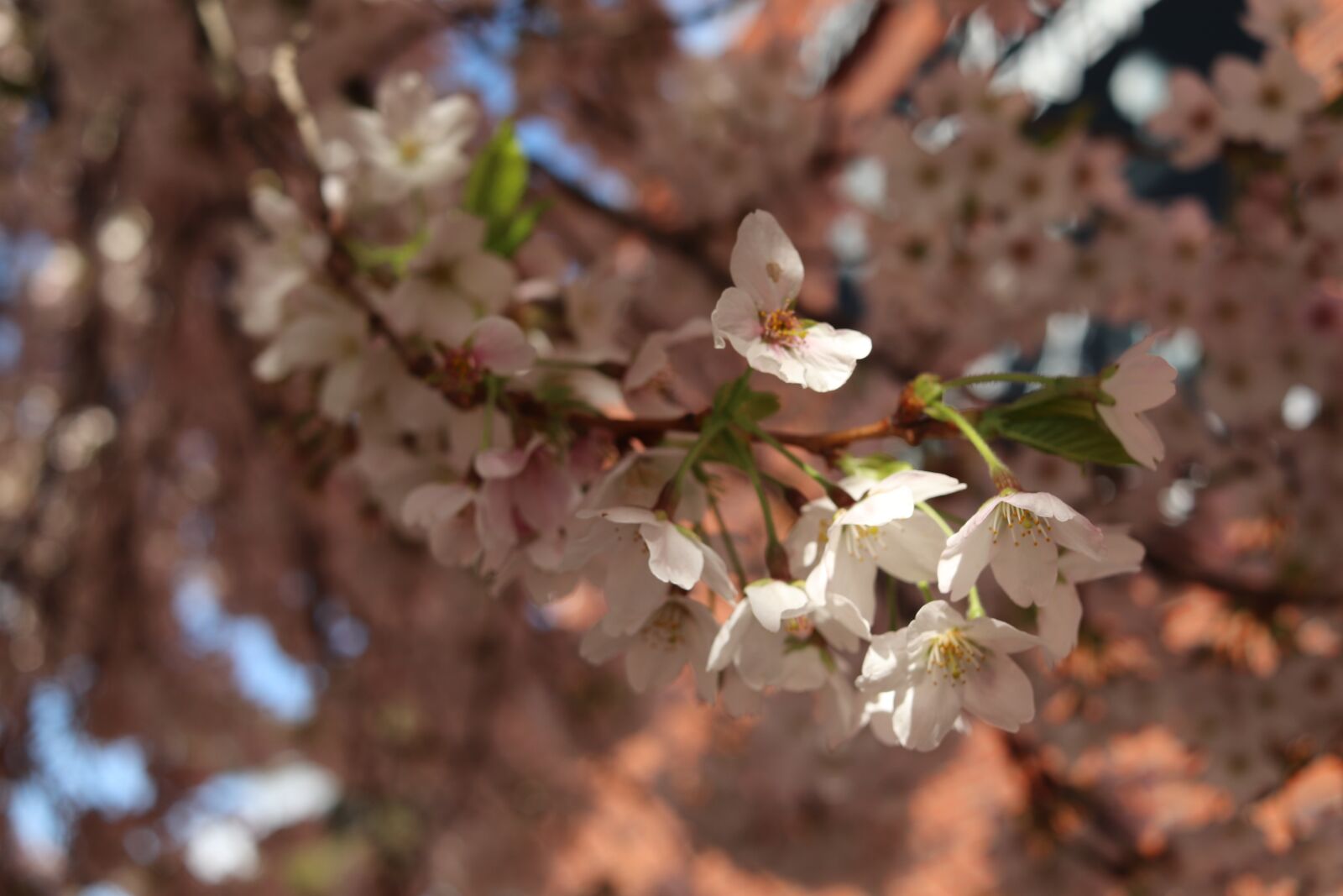 Canon EOS 800D (EOS Rebel T7i / EOS Kiss X9i) + Canon EF-S 24mm F2.8 STM sample photo. Sakura, cherry blossom, spring photography