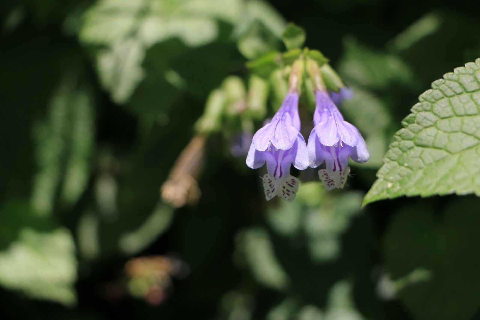 Canon EOS 70D sample photo. Flowers, spring, behold photography